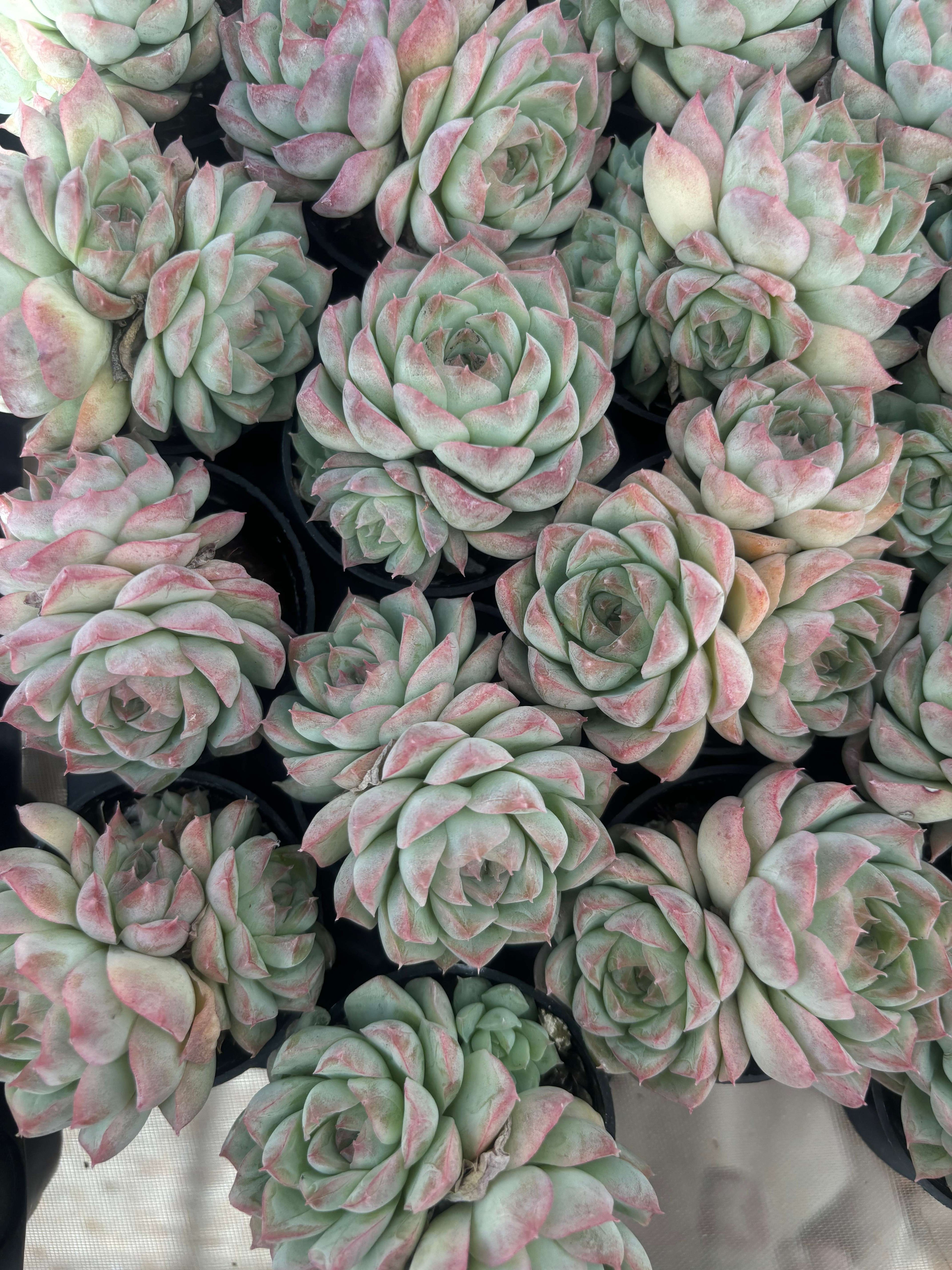 Q033 エケベリア・クイーンオブピーチ （鉢物）