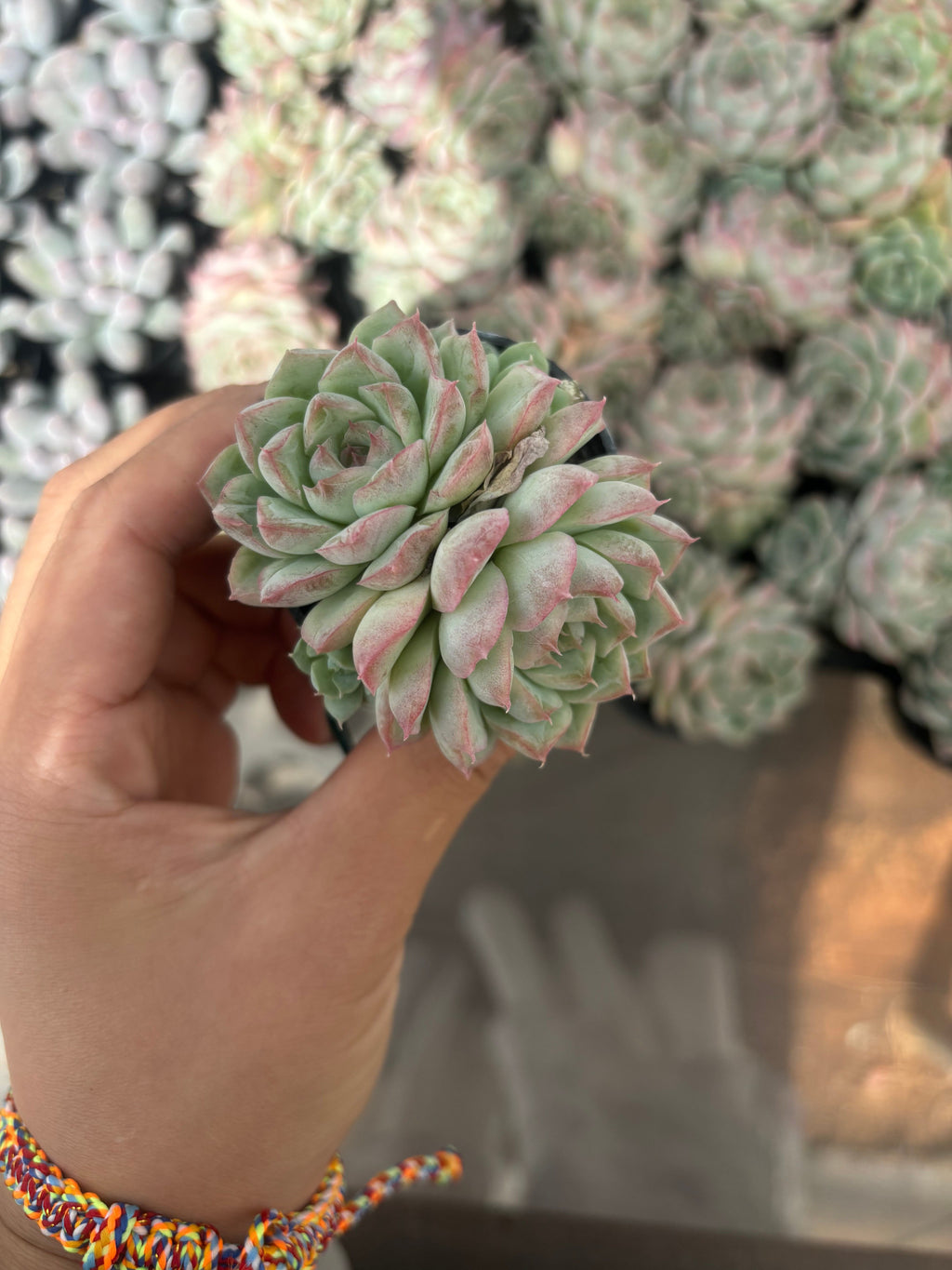 Q033 エケベリア・クイーンオブピーチ （鉢物）