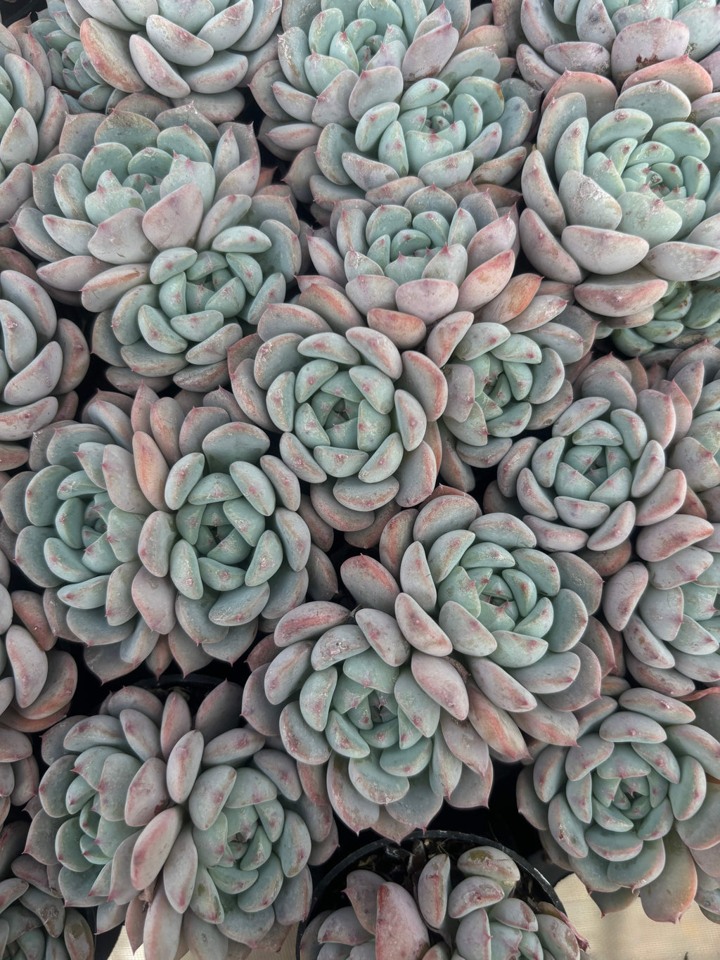 Q034 エケベリア・マグパイブリッジ （鉢物）