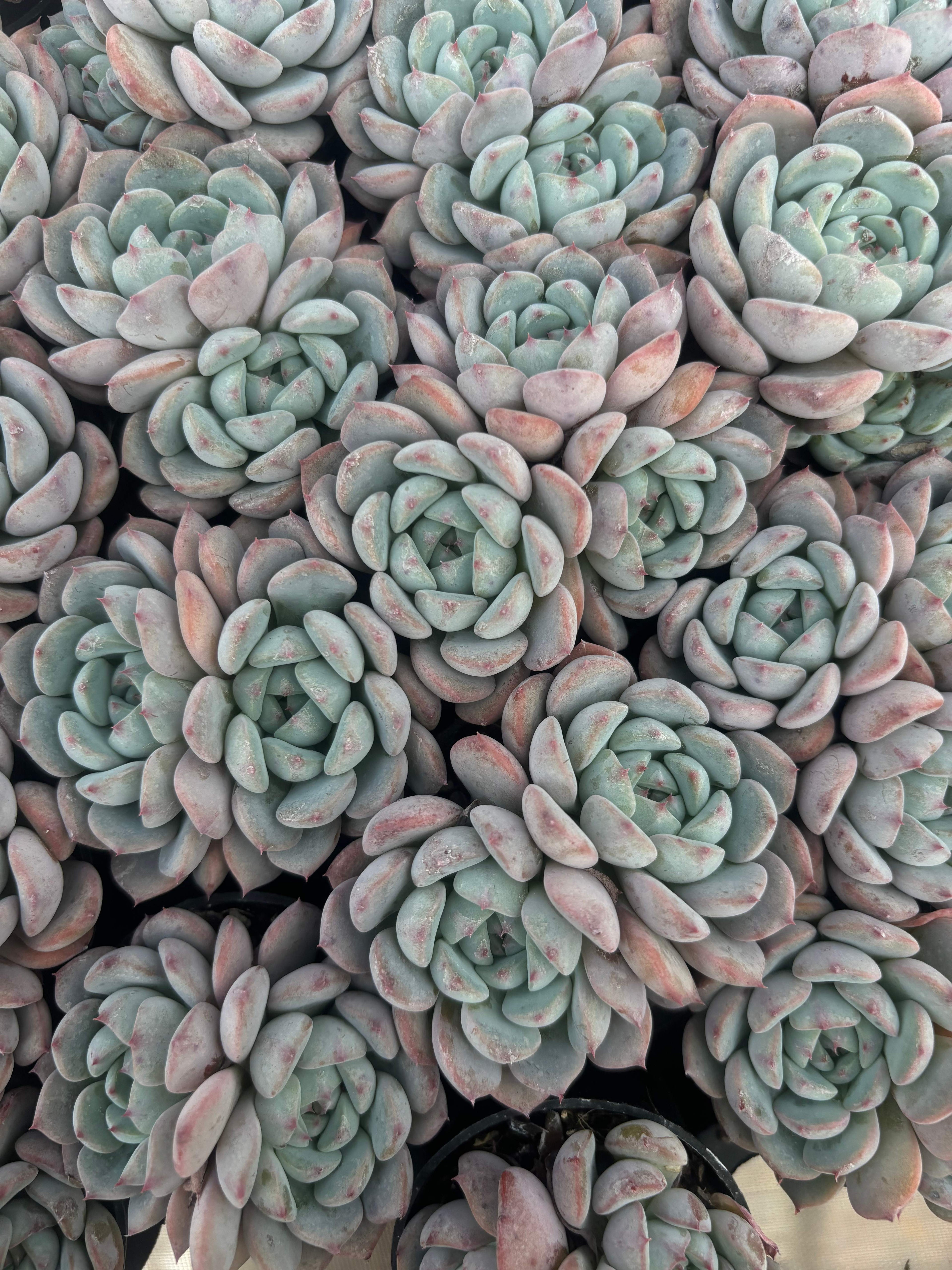 Q034 エケベリア・マグパイブリッジ （鉢物）