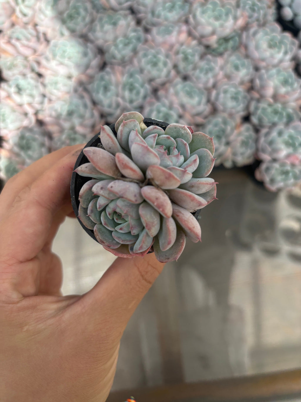 Q034 エケベリア・マグパイブリッジ （鉢物）