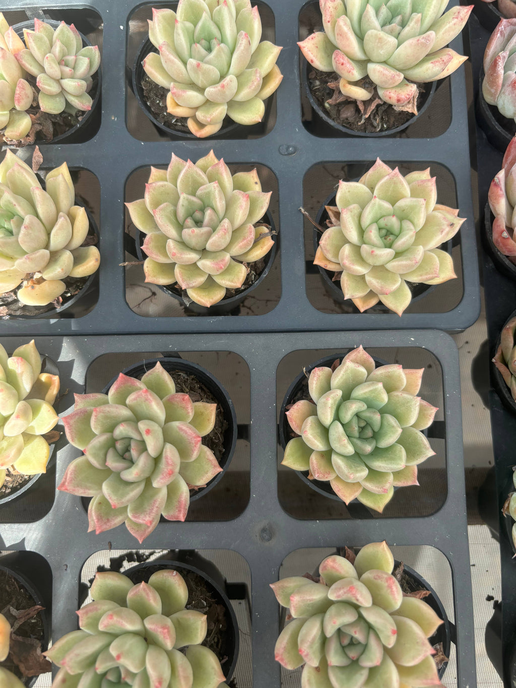 Q035 エケベリア・アーリージェ （鉢物）