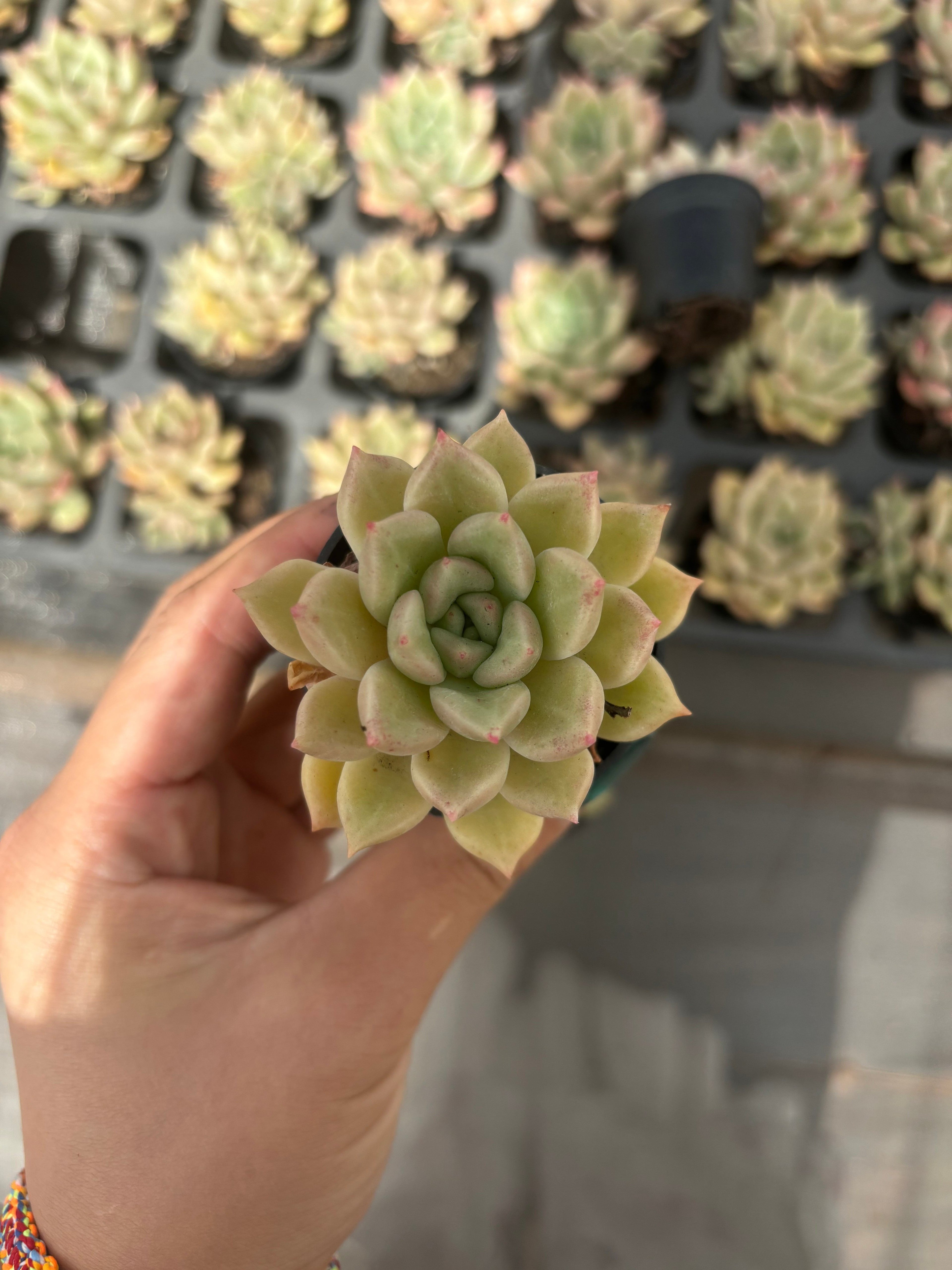 Q035 エケベリア・アーリージェ （鉢物）