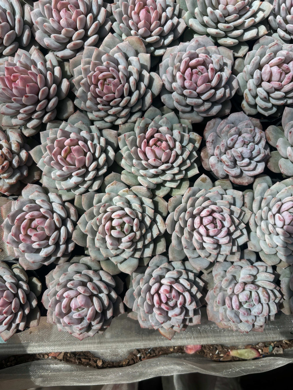 Q036 エケベリア・モンロー（鉢物）