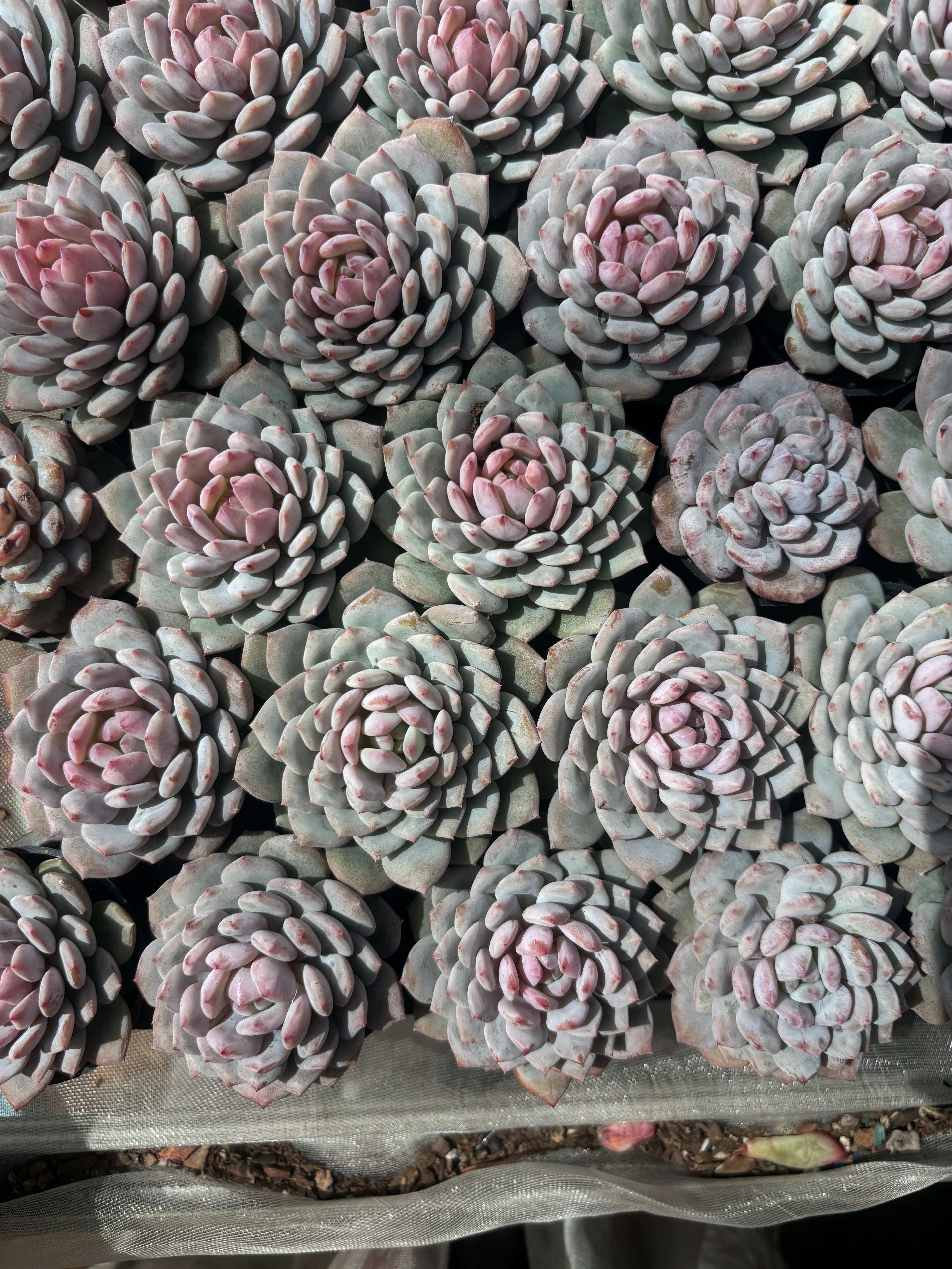 Q036 エケベリア・モンロー（鉢物）