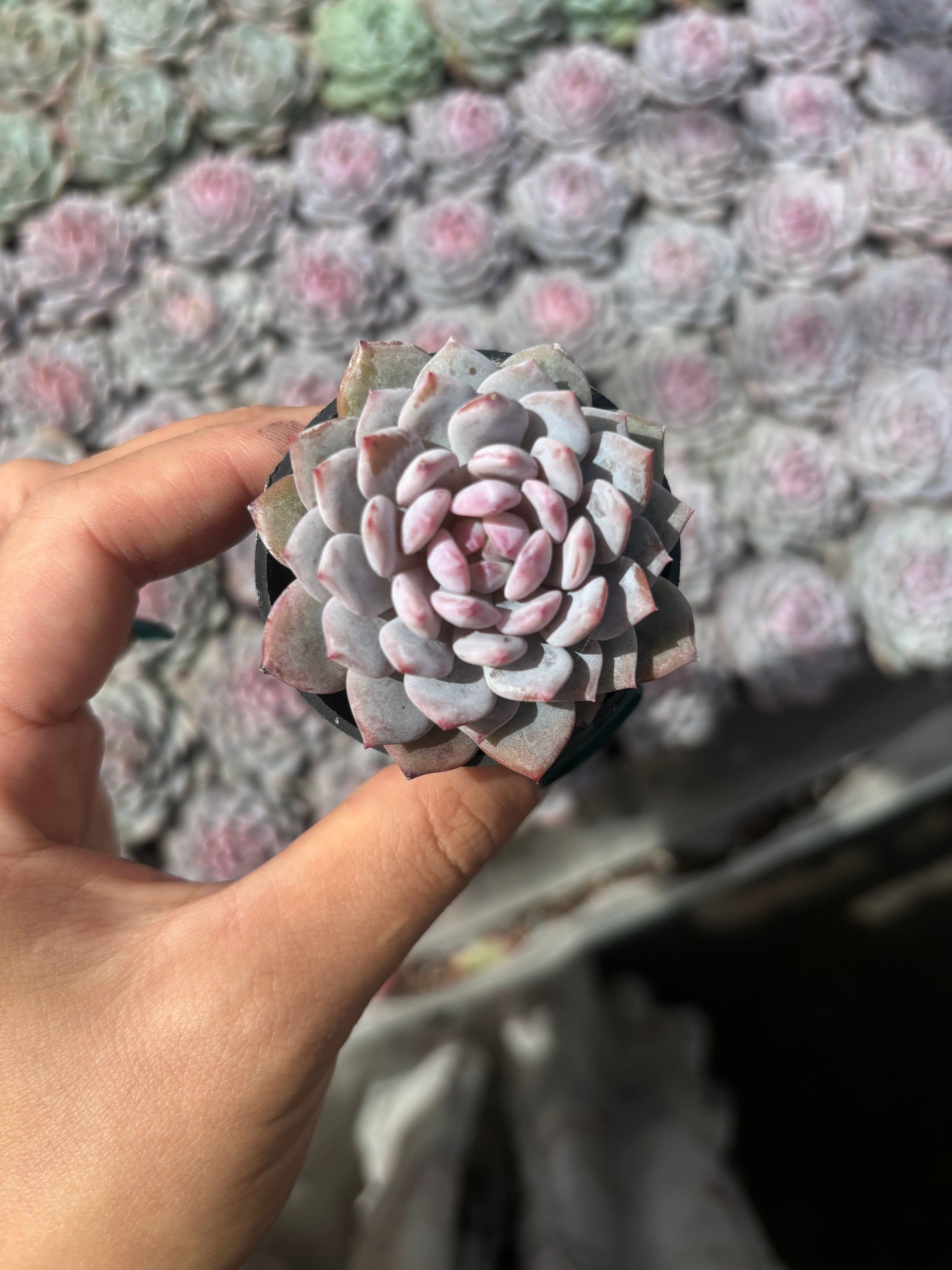 Q036 エケベリア・モンロー（鉢物）