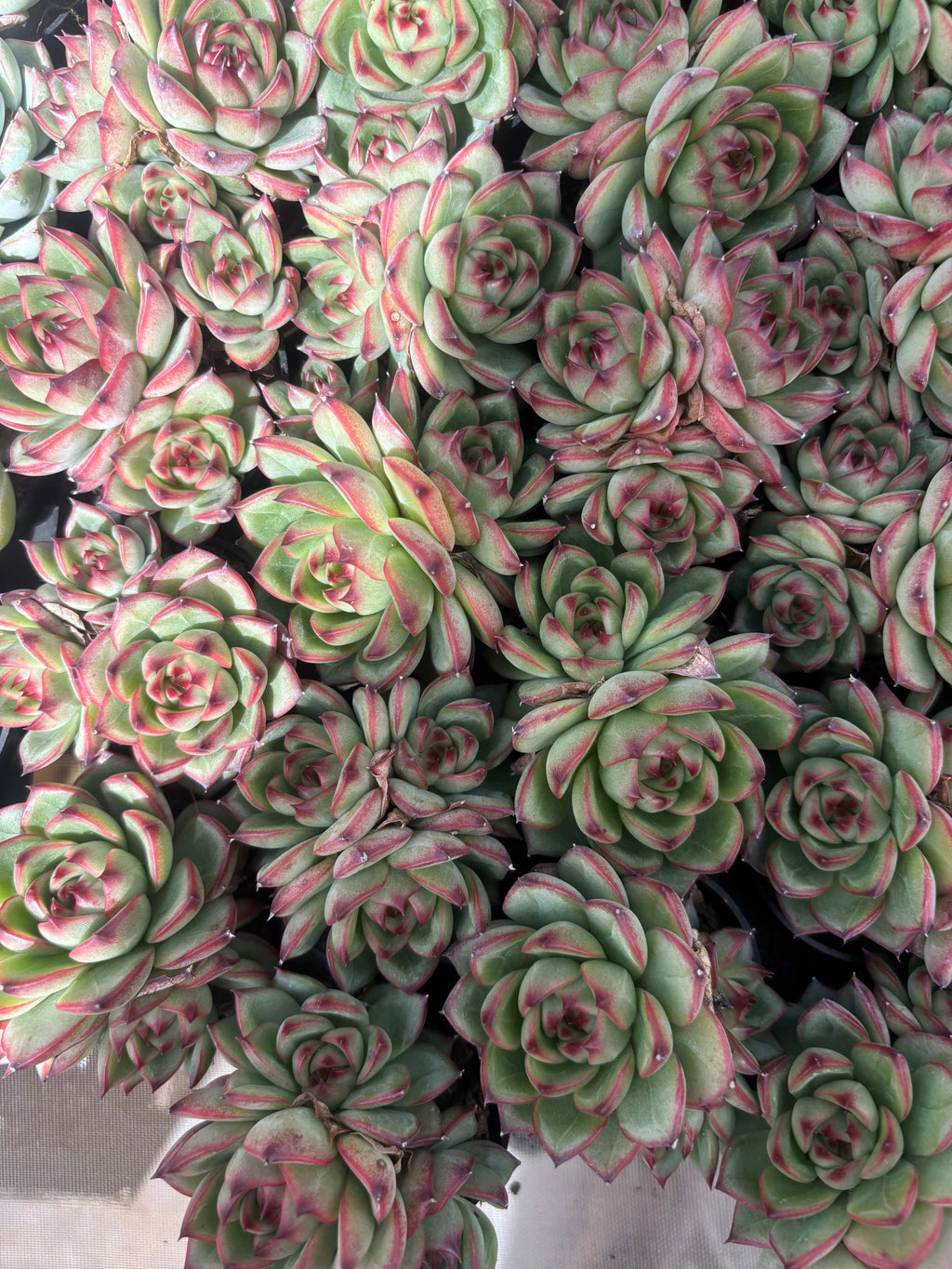 Q037 エケベリア・ムーンストーン（鉢物）