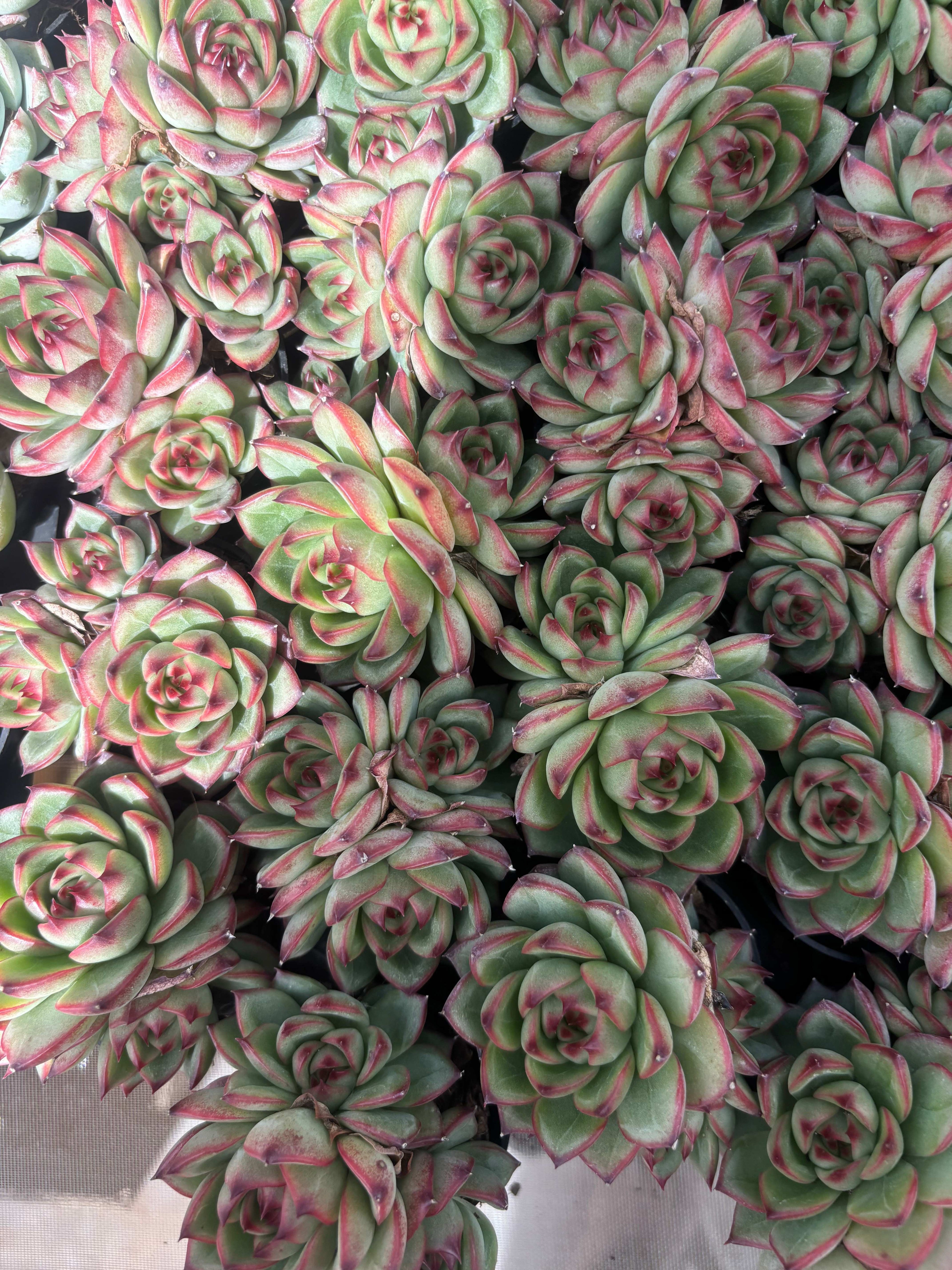 Q037 エケベリア・ムーンストーン（鉢物）