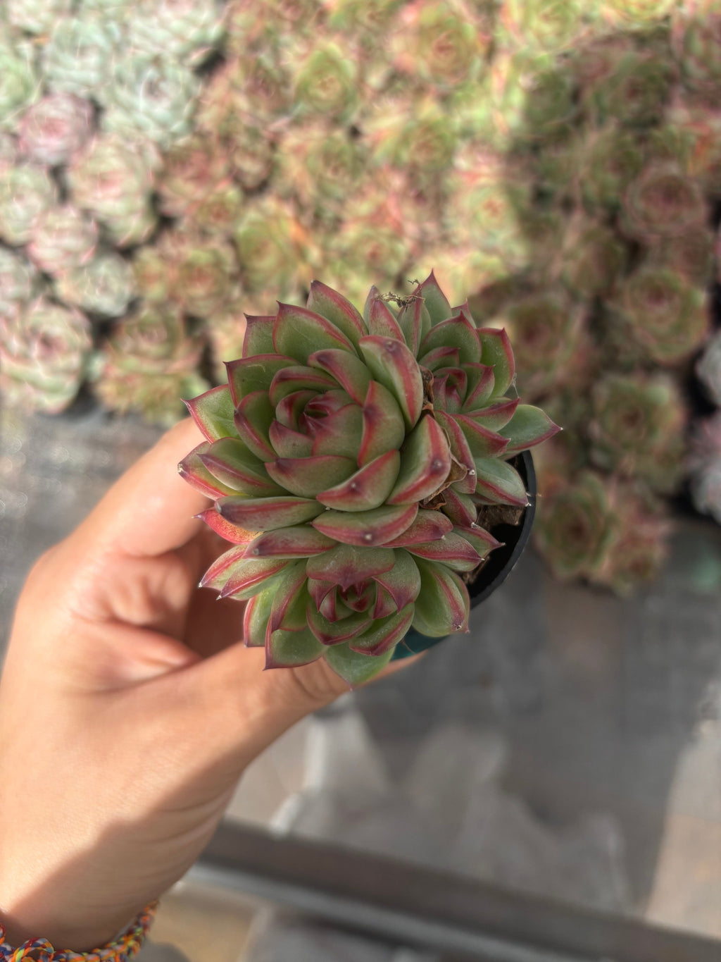 Q037 エケベリア・ムーンストーン（鉢物）