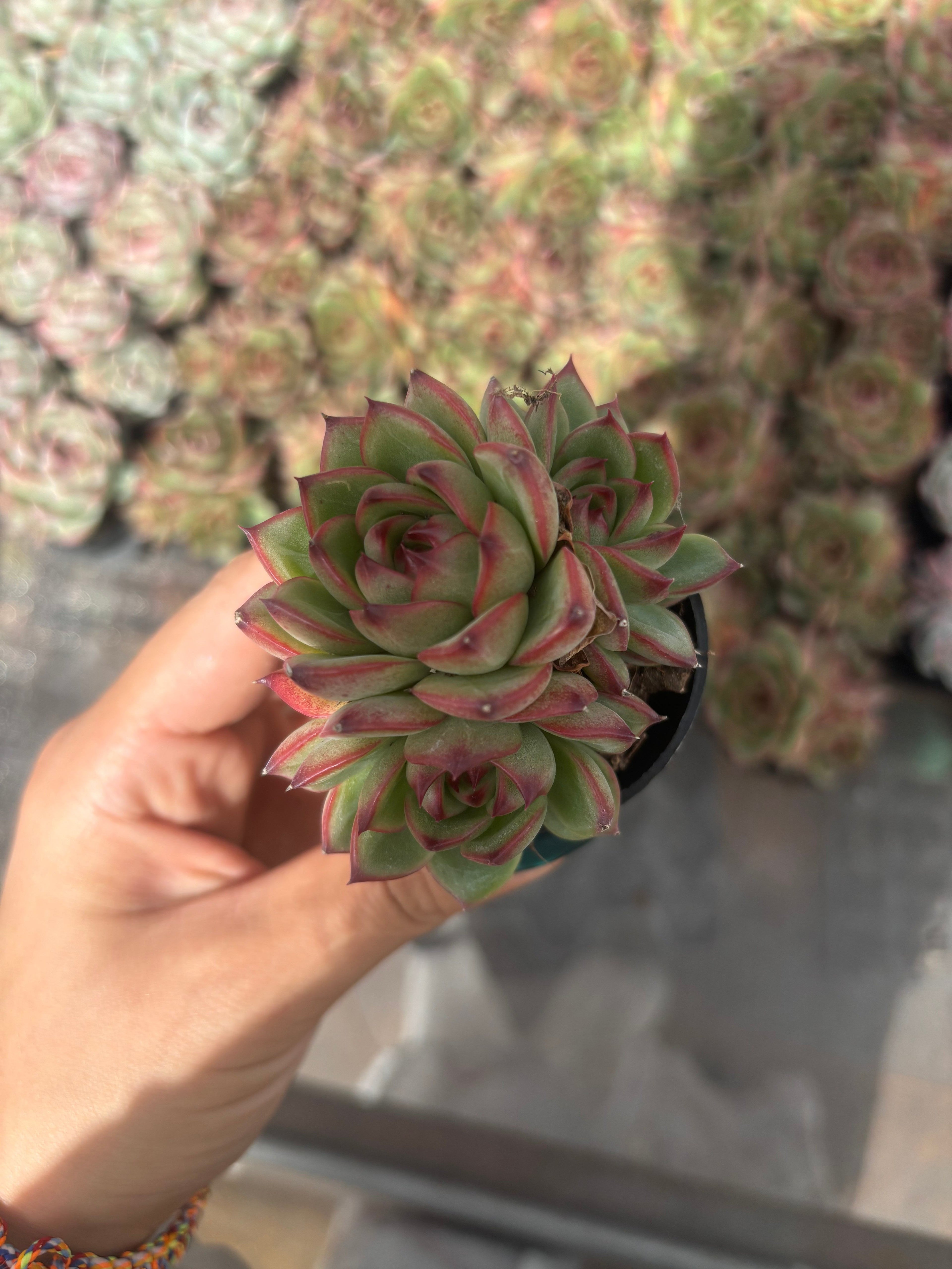 Q037 エケベリア・ムーンストーン（鉢物）