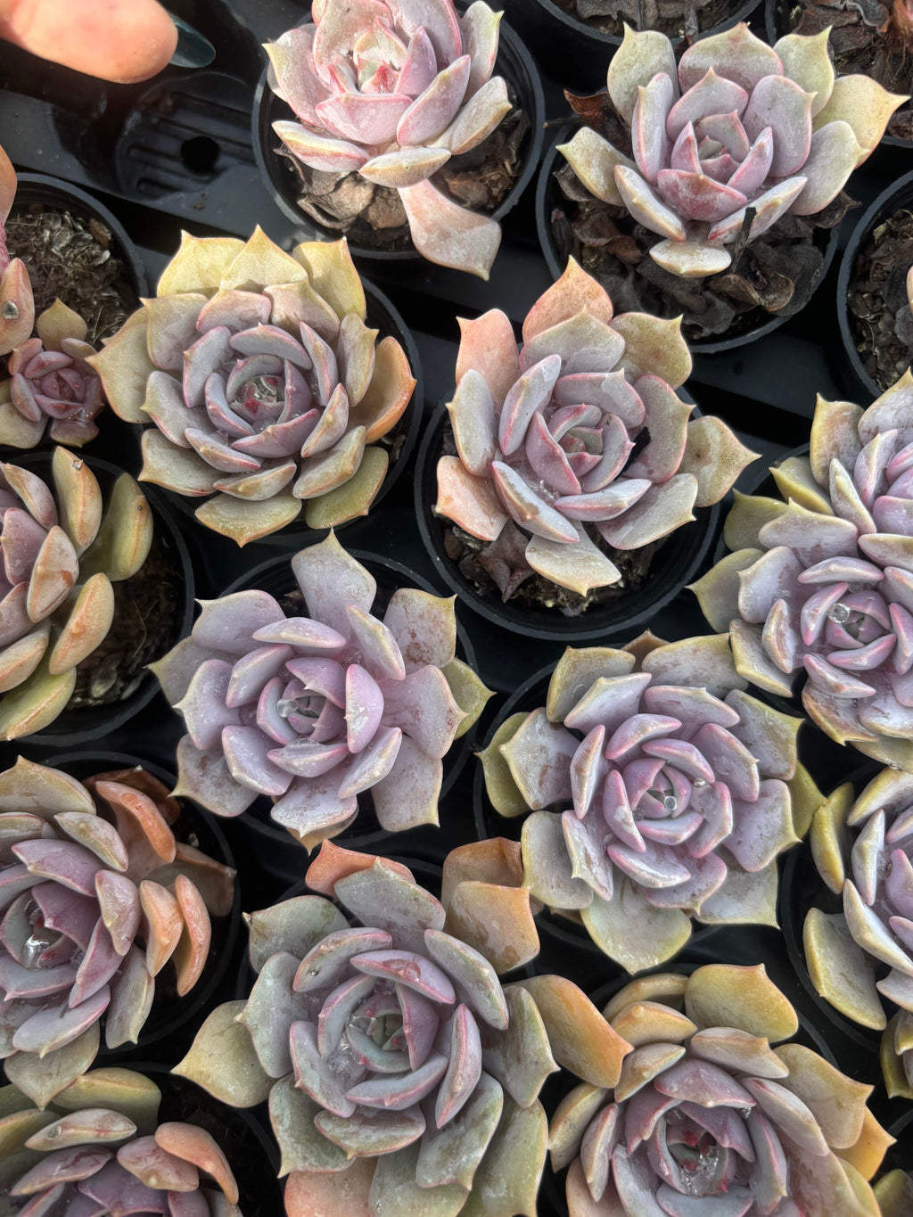 Q038 エケベリア・ピンクバタフライ（鉢物）