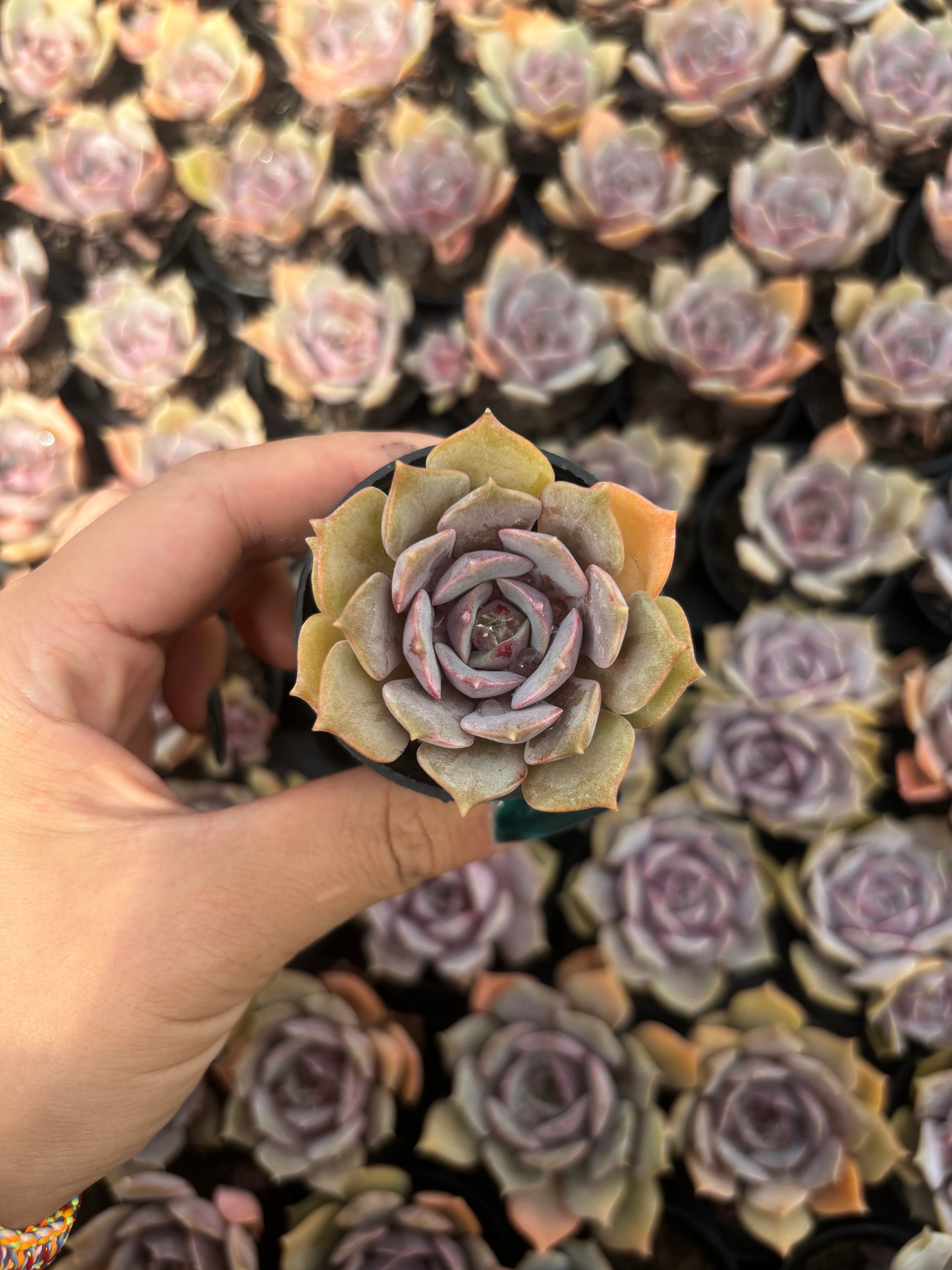 Q038 エケベリア・ピンクバタフライ（鉢物）