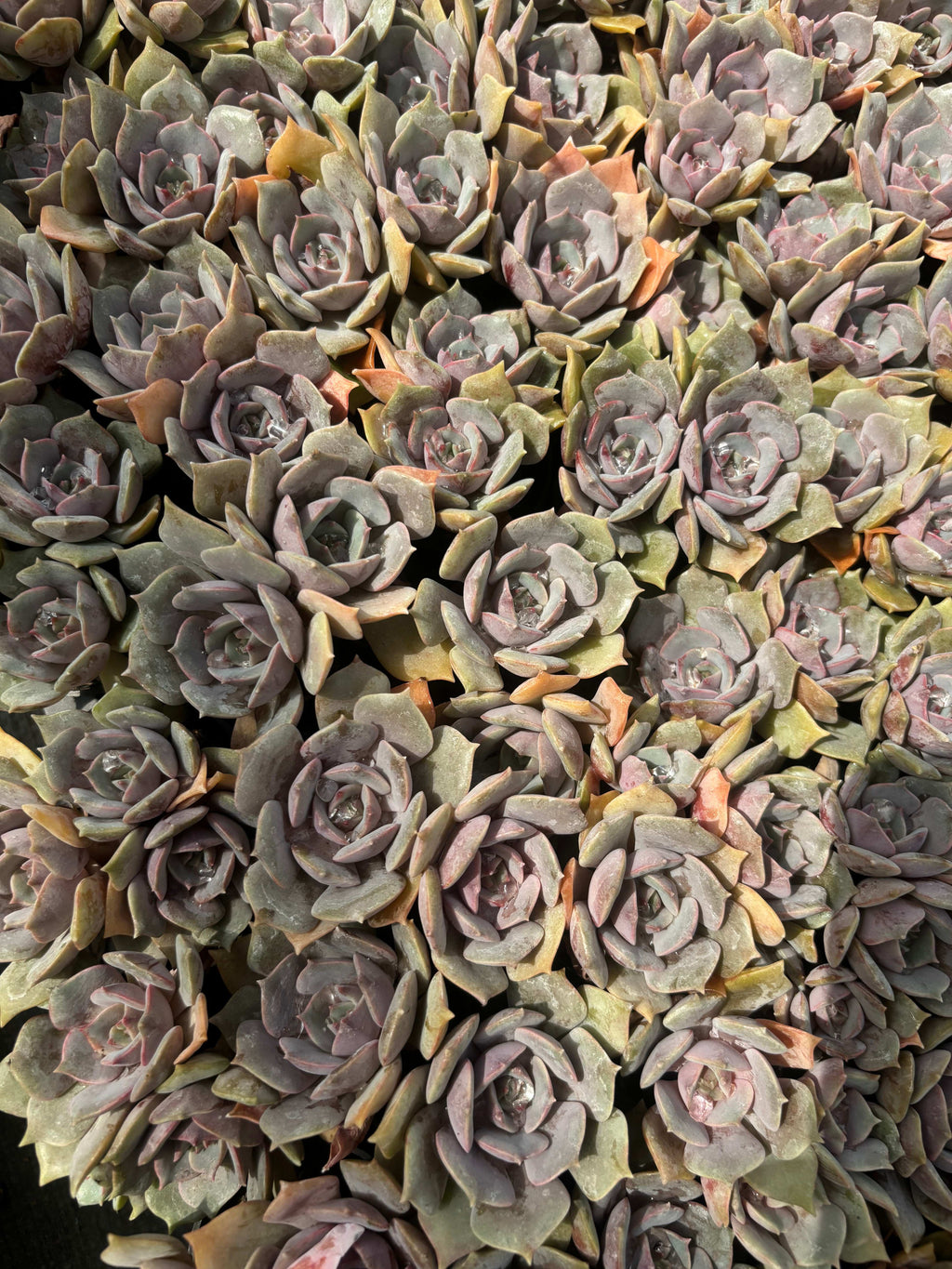 Q039 エケベリア・ピンクバタフライ（鉢物）