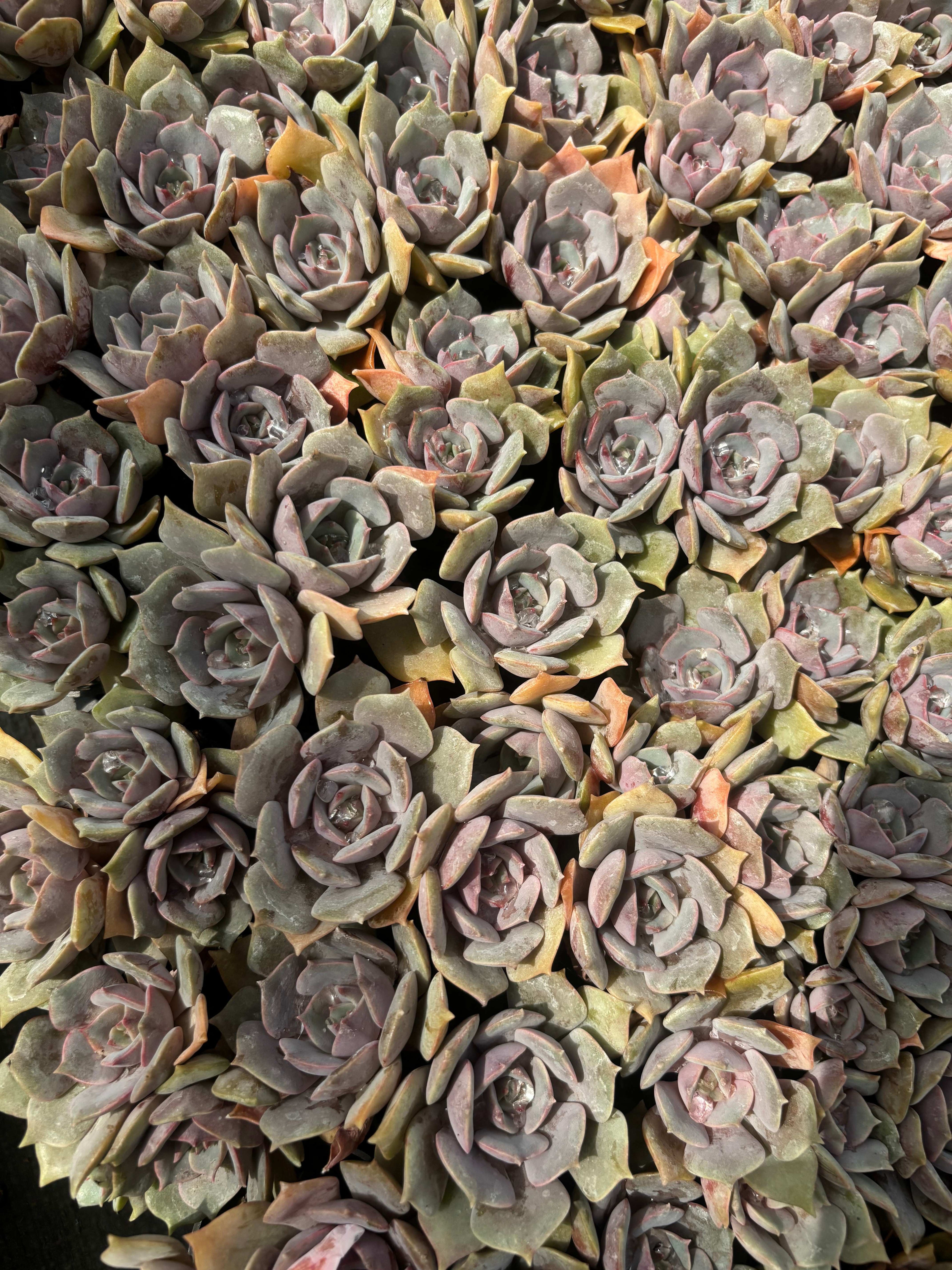 Q039 エケベリア・ピンクバタフライ（鉢物）