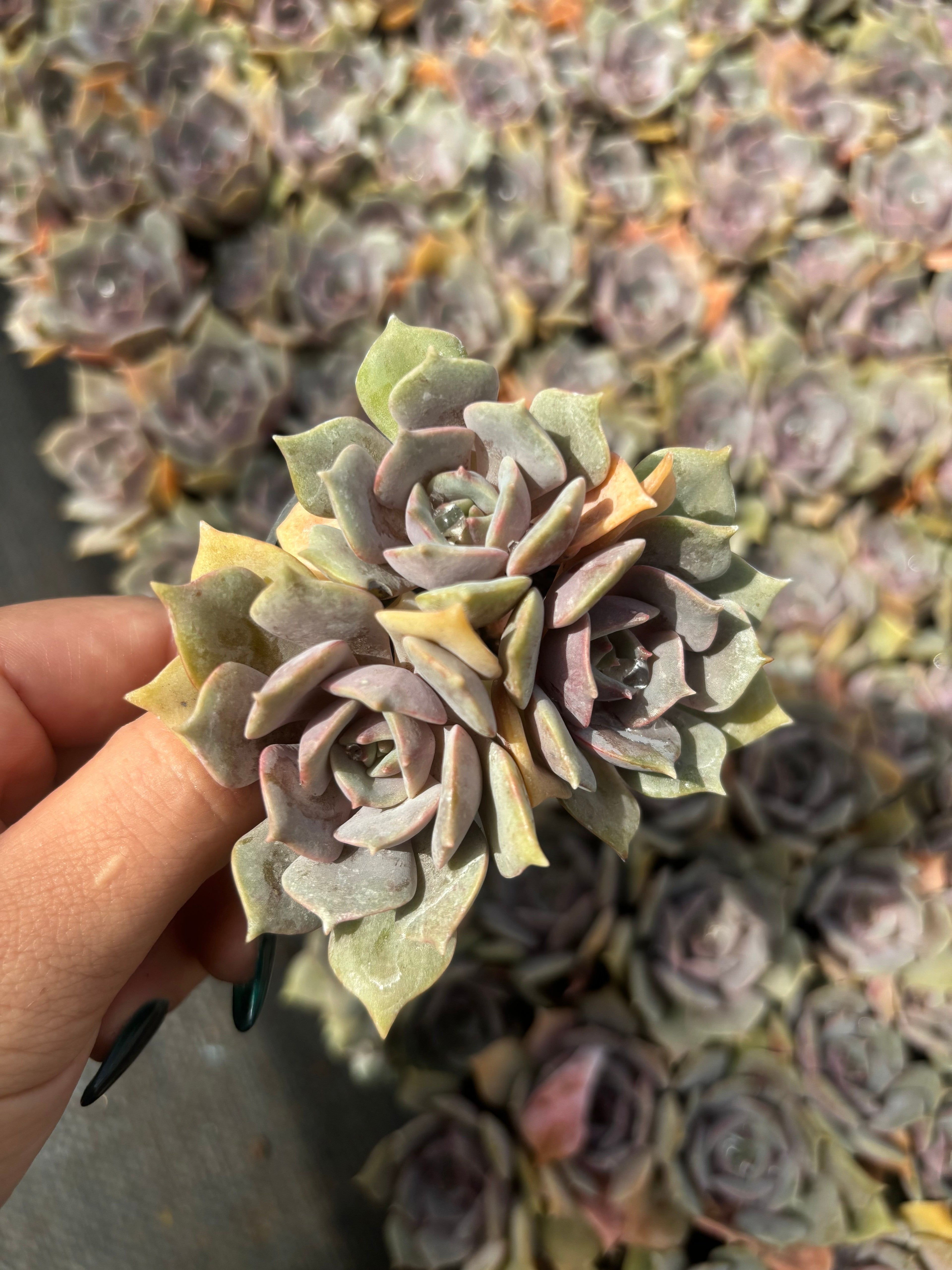 Q039 エケベリア・ピンクバタフライ（鉢物）