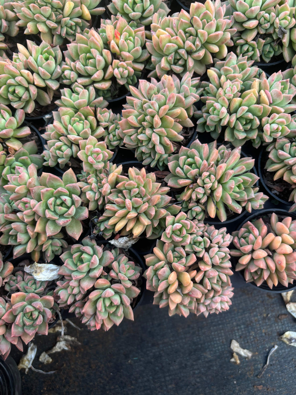 Q040 エケベリア・マーカス