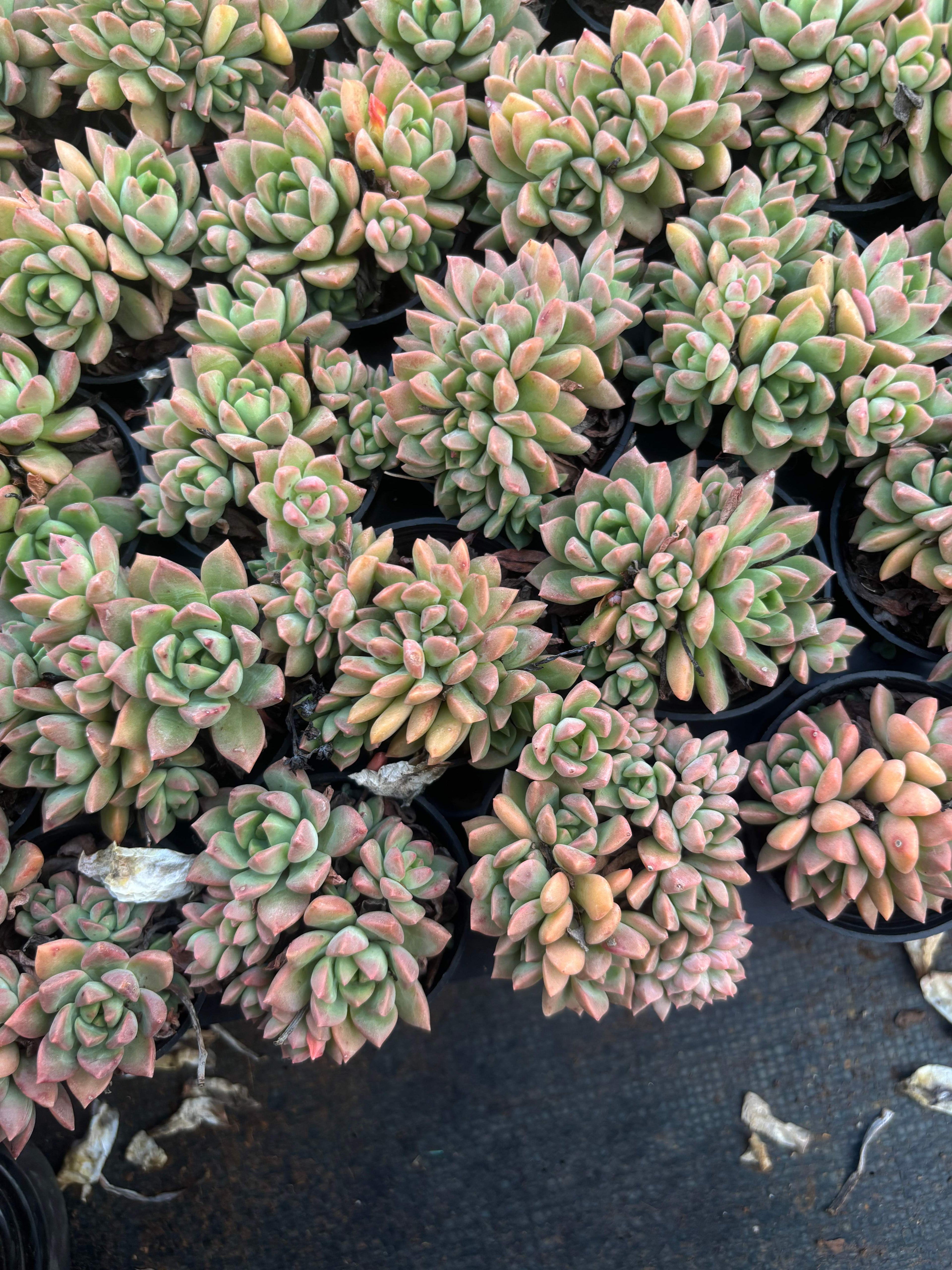 Q040 エケベリア・マーカス