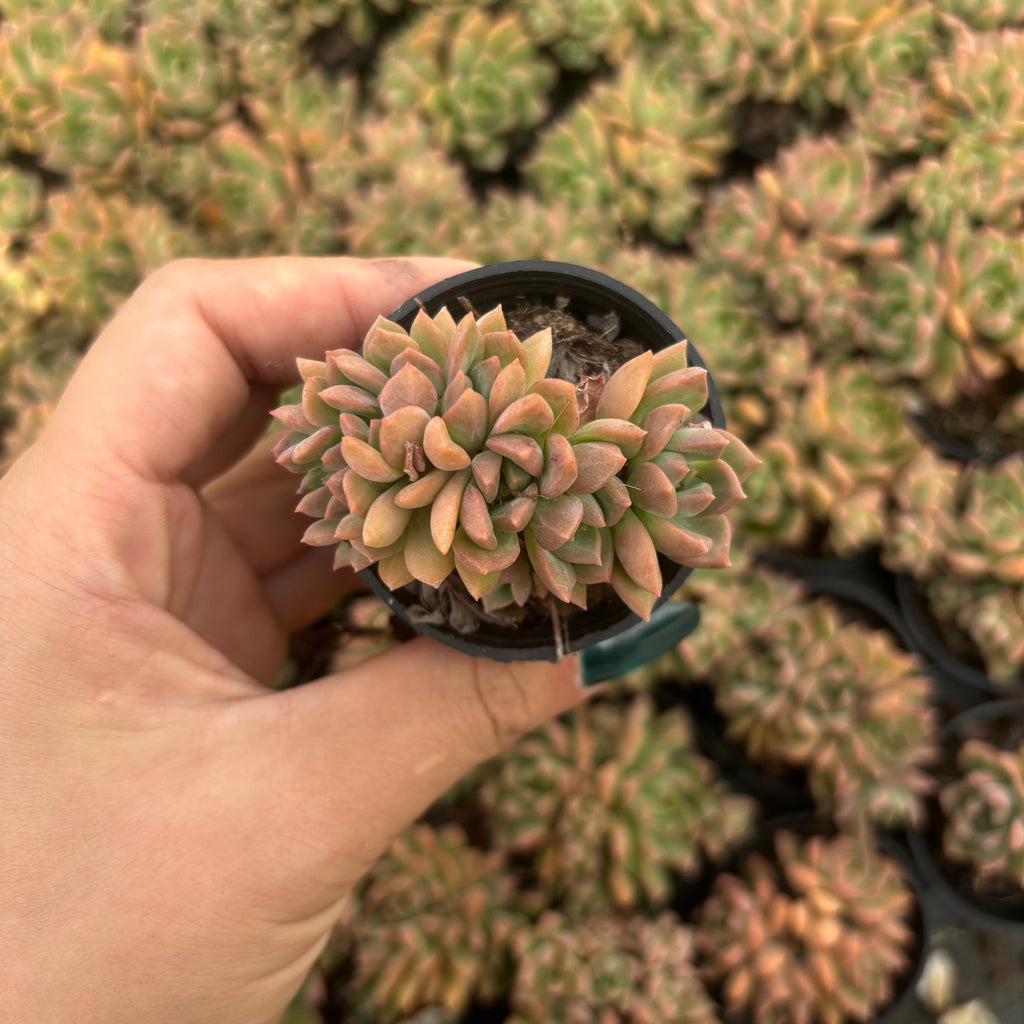 Q040 エケベリア・マーカス