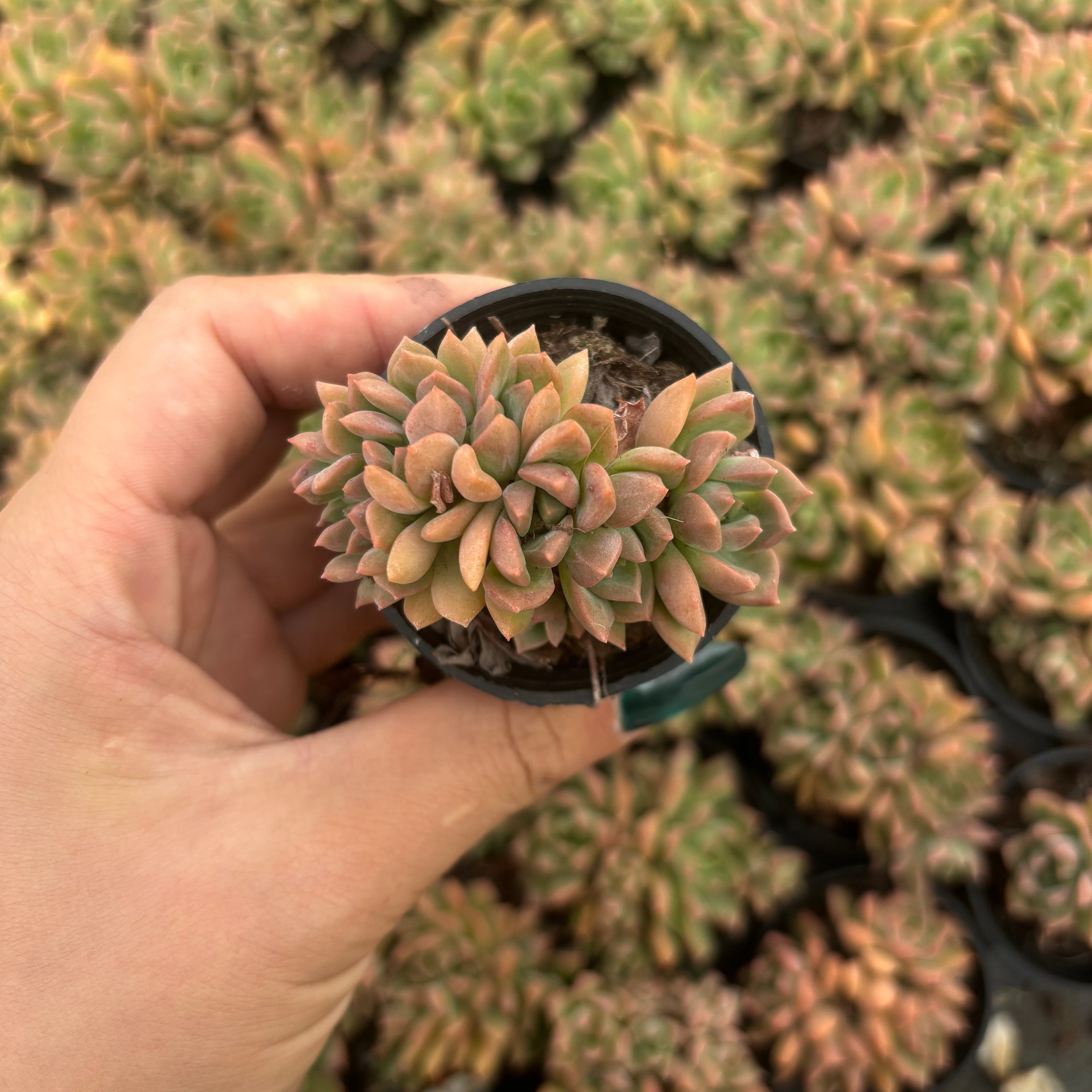 Q040 エケベリア・マーカス