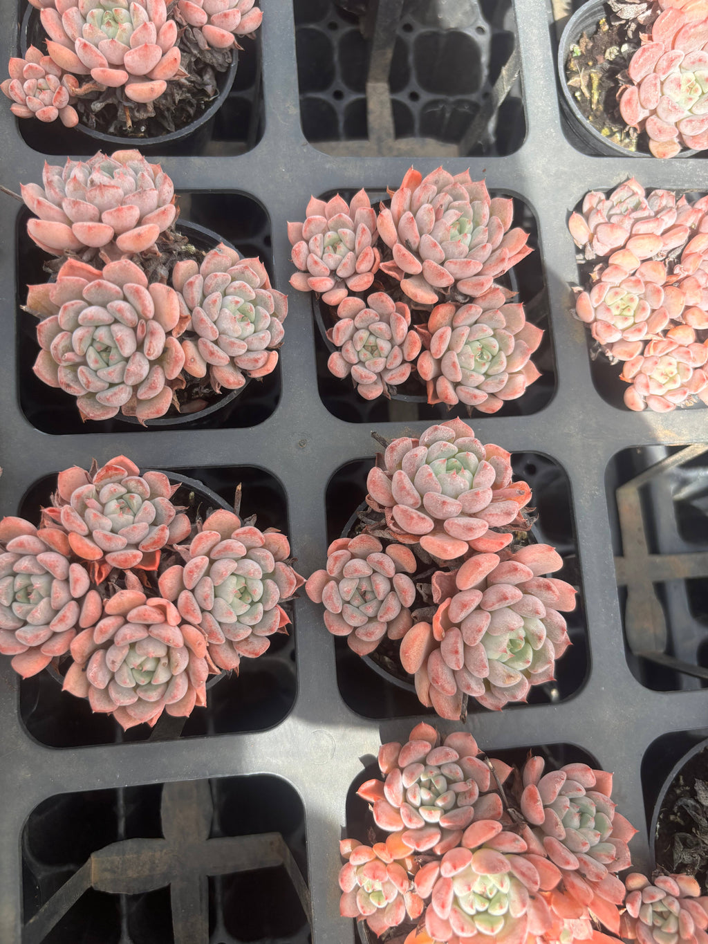 Q041 エケベリア・キュートバブル(鉢物)