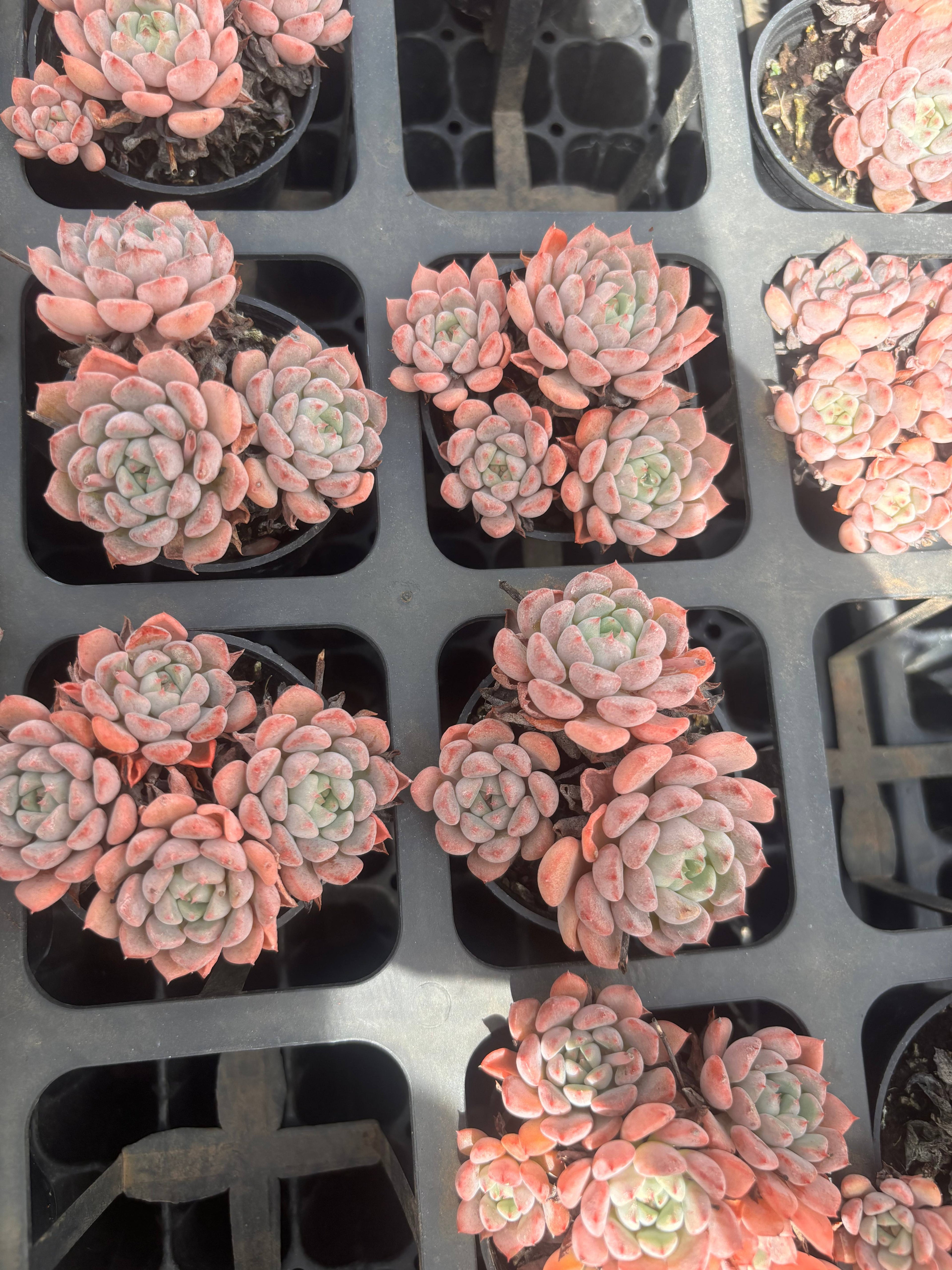 Q041 エケベリア・キュートバブル(鉢物)