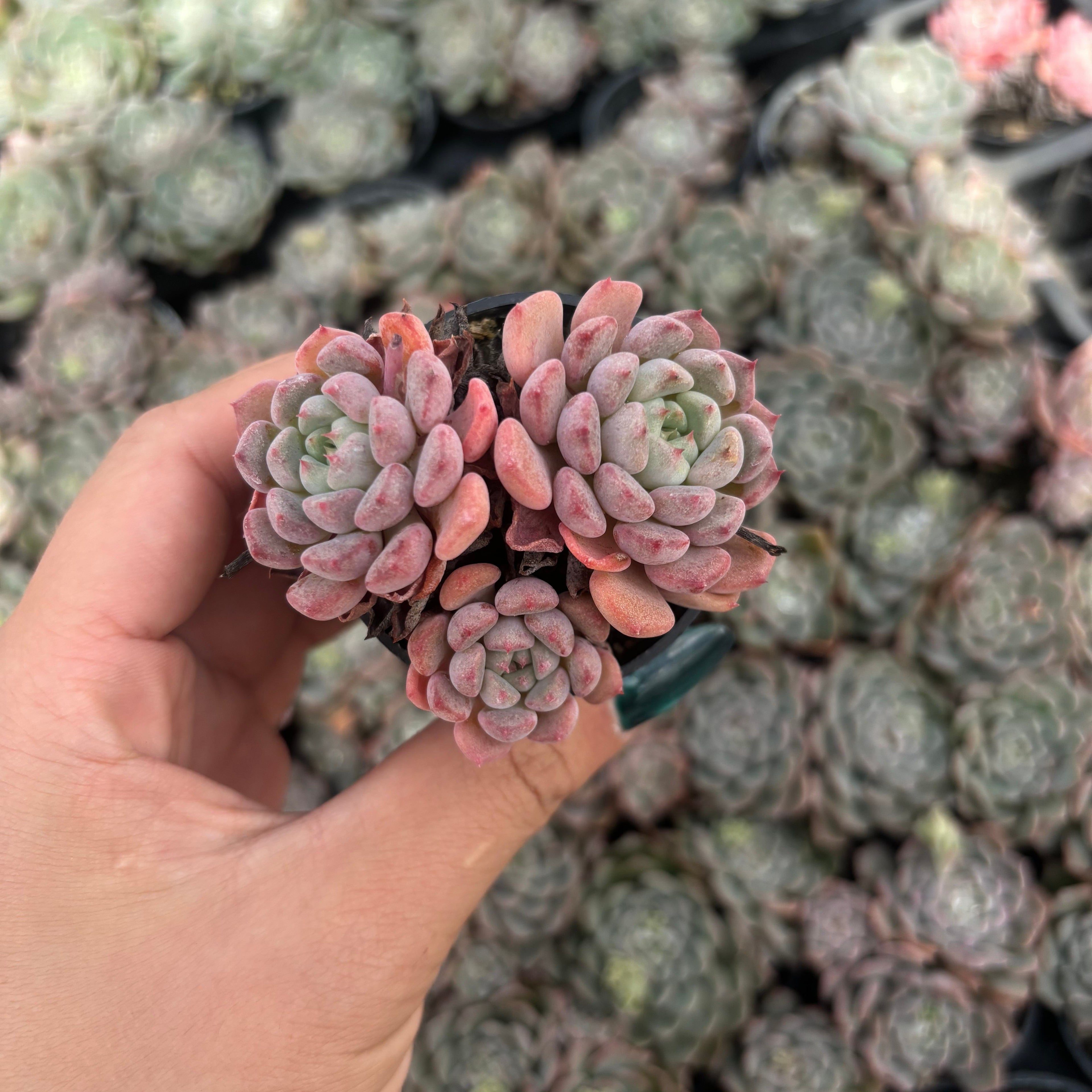 Q041 エケベリア・キュートバブル(鉢物)