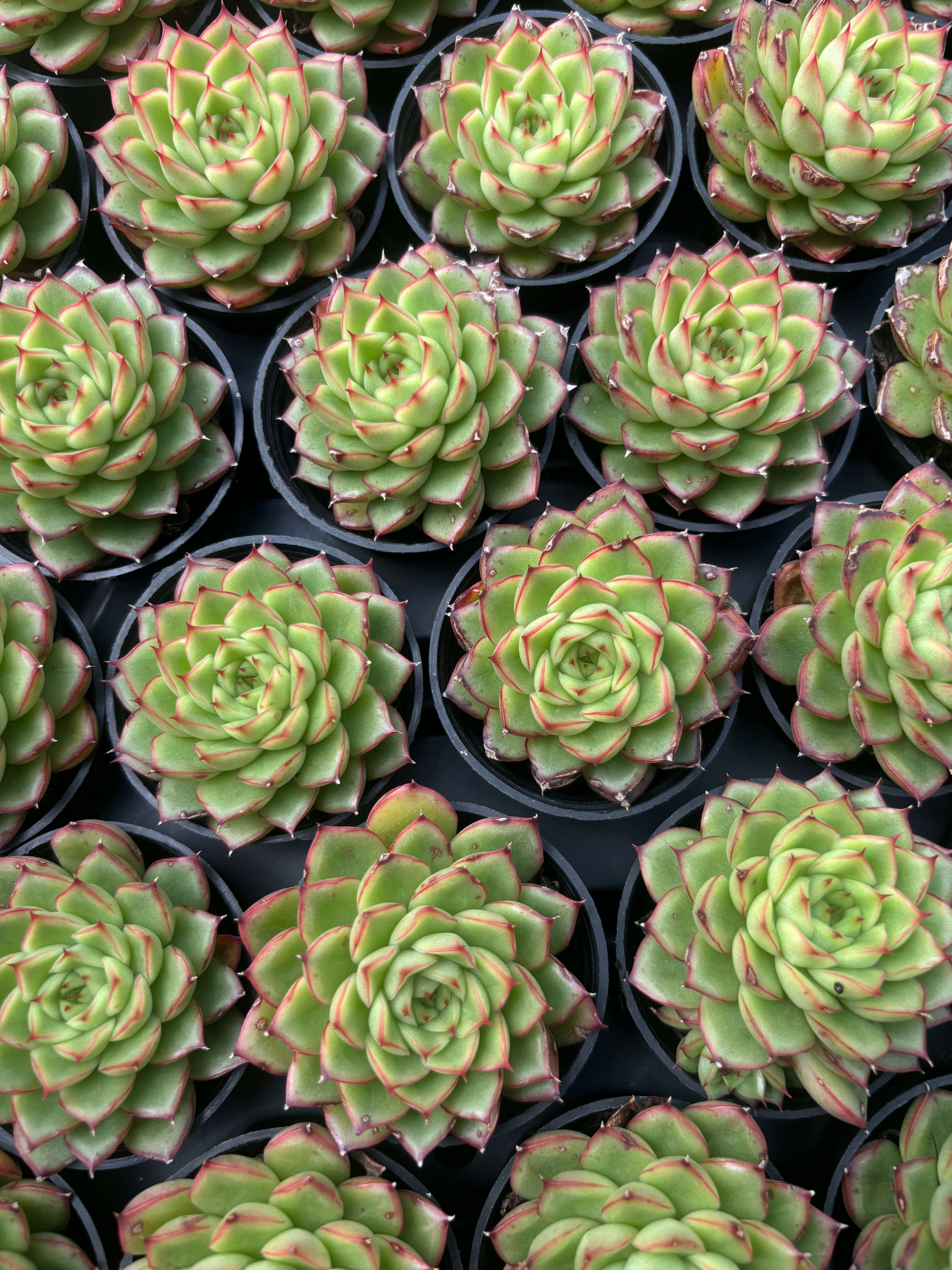 Q042 エケベリア・フラッシュ（鉢物）