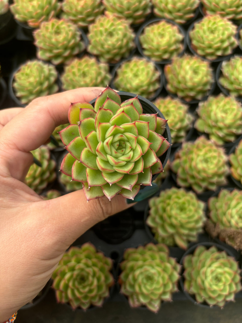 Q042 エケベリア・フラッシュ（鉢物）