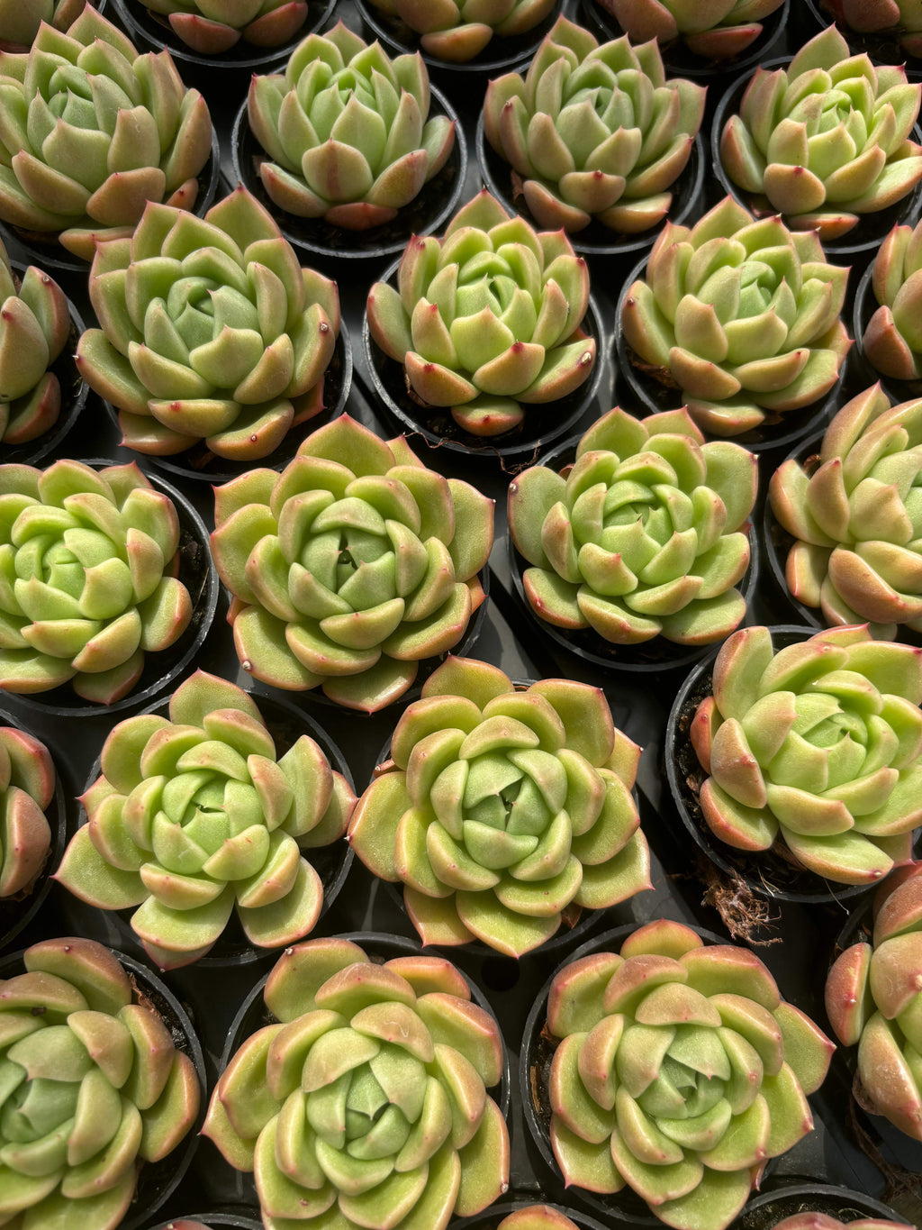 Q043 エケベリア・アイスシティ（鉢物）