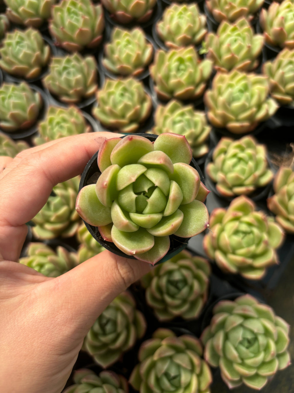 Q043 エケベリア・アイスシティ（鉢物）