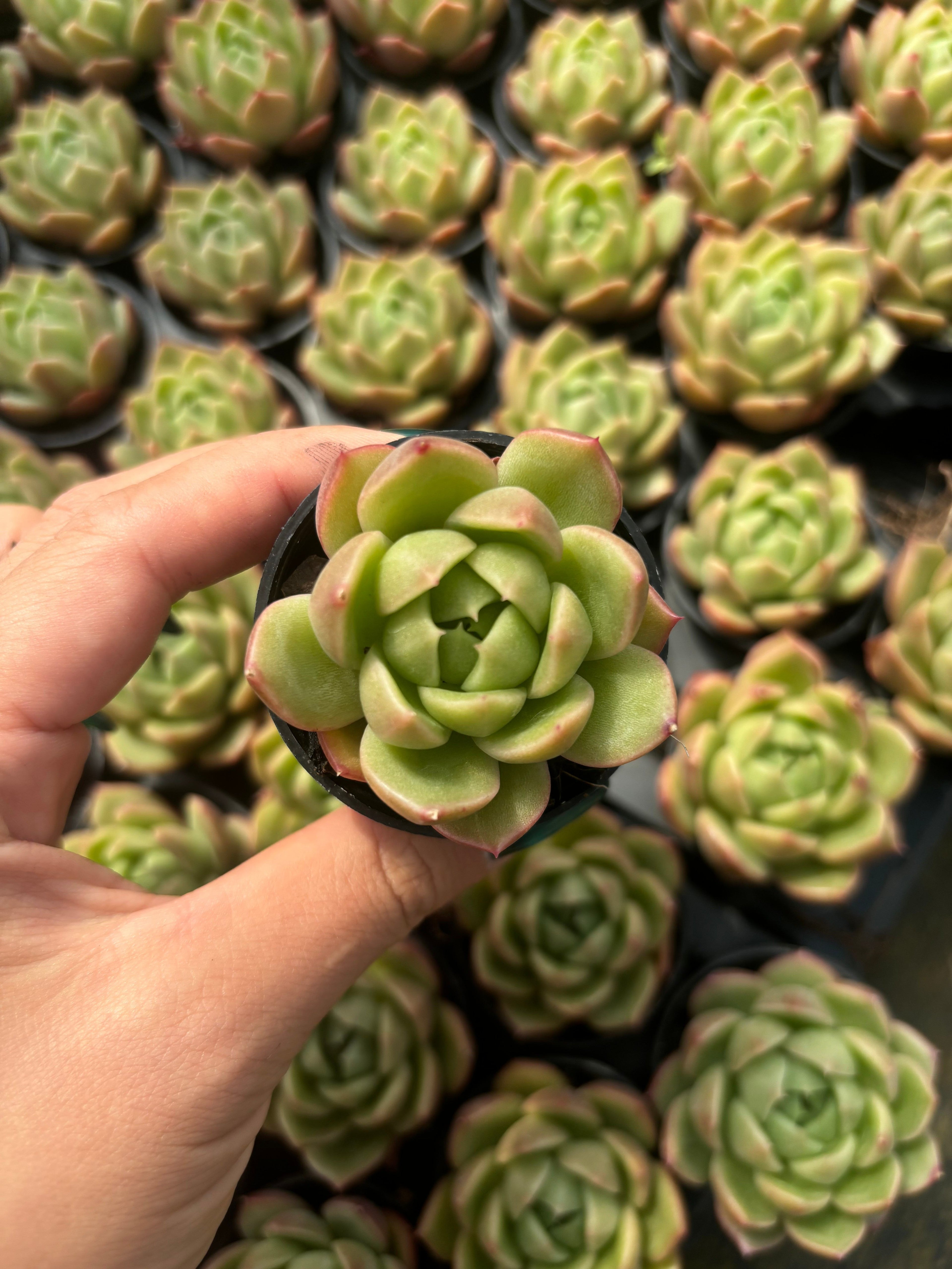 Q043 エケベリア・アイスシティ（鉢物）