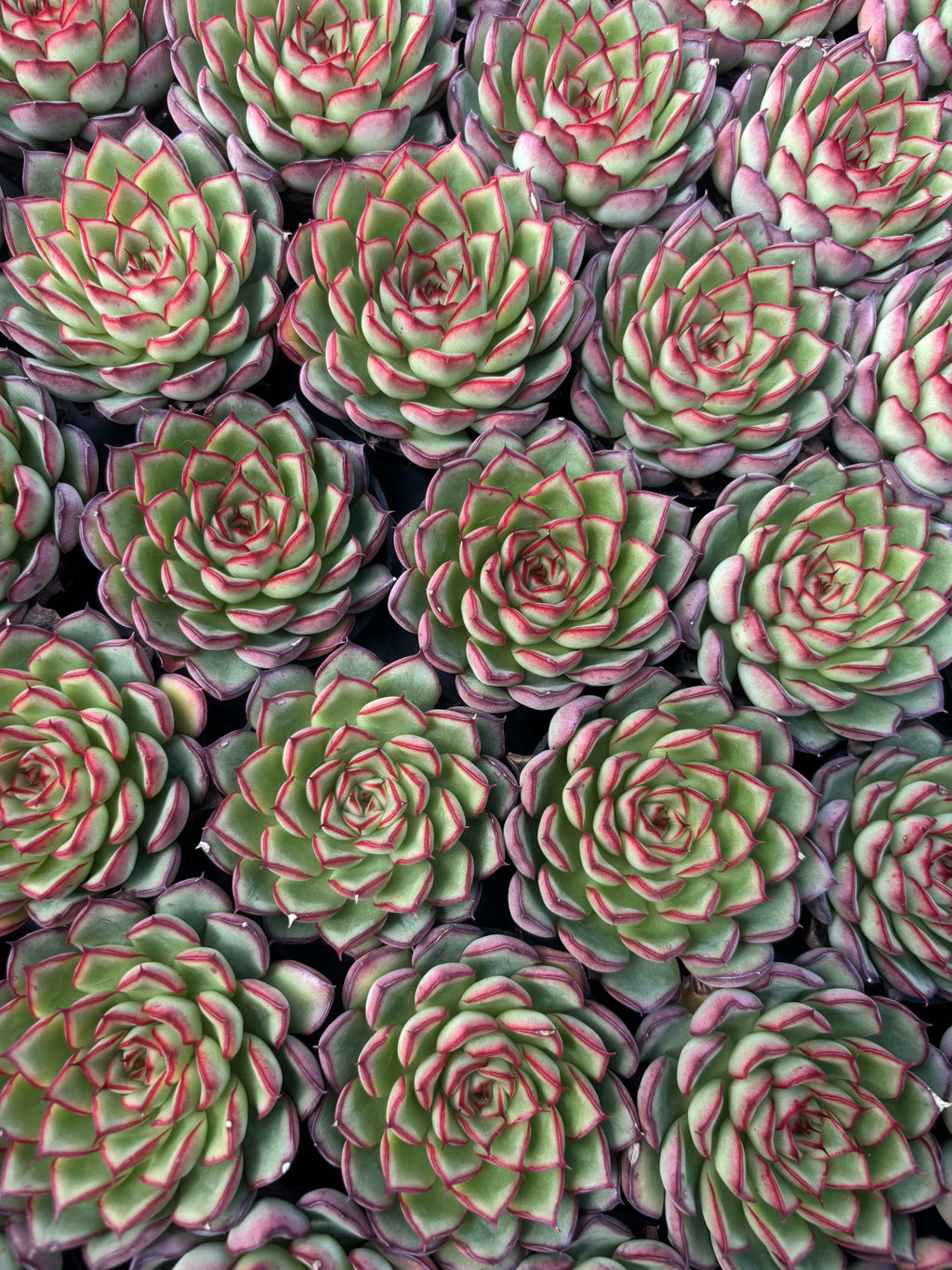 Q044 エケベリア・ファイアフライ（鉢物）