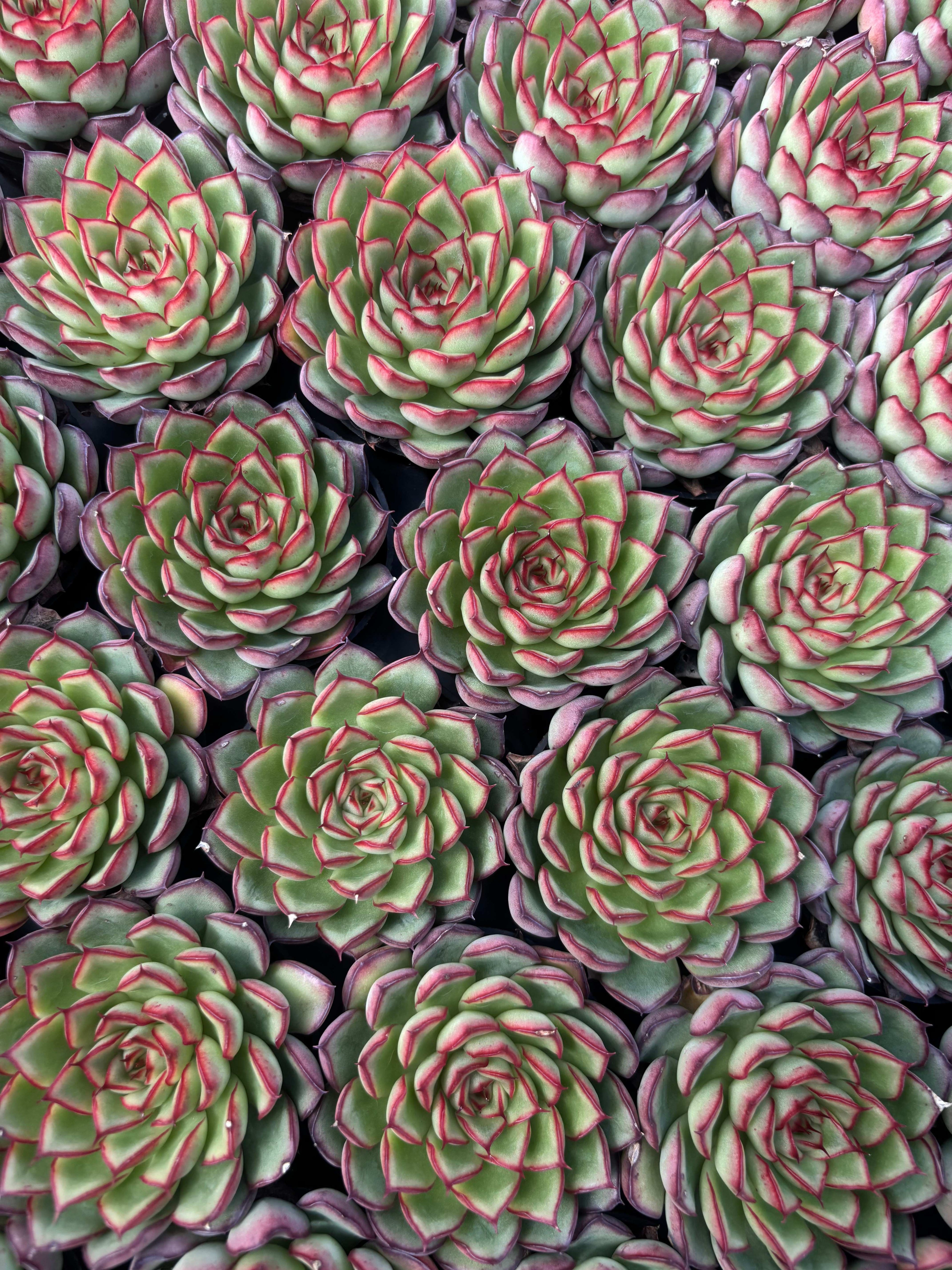 Q044 エケベリア・ファイアフライ（鉢物）