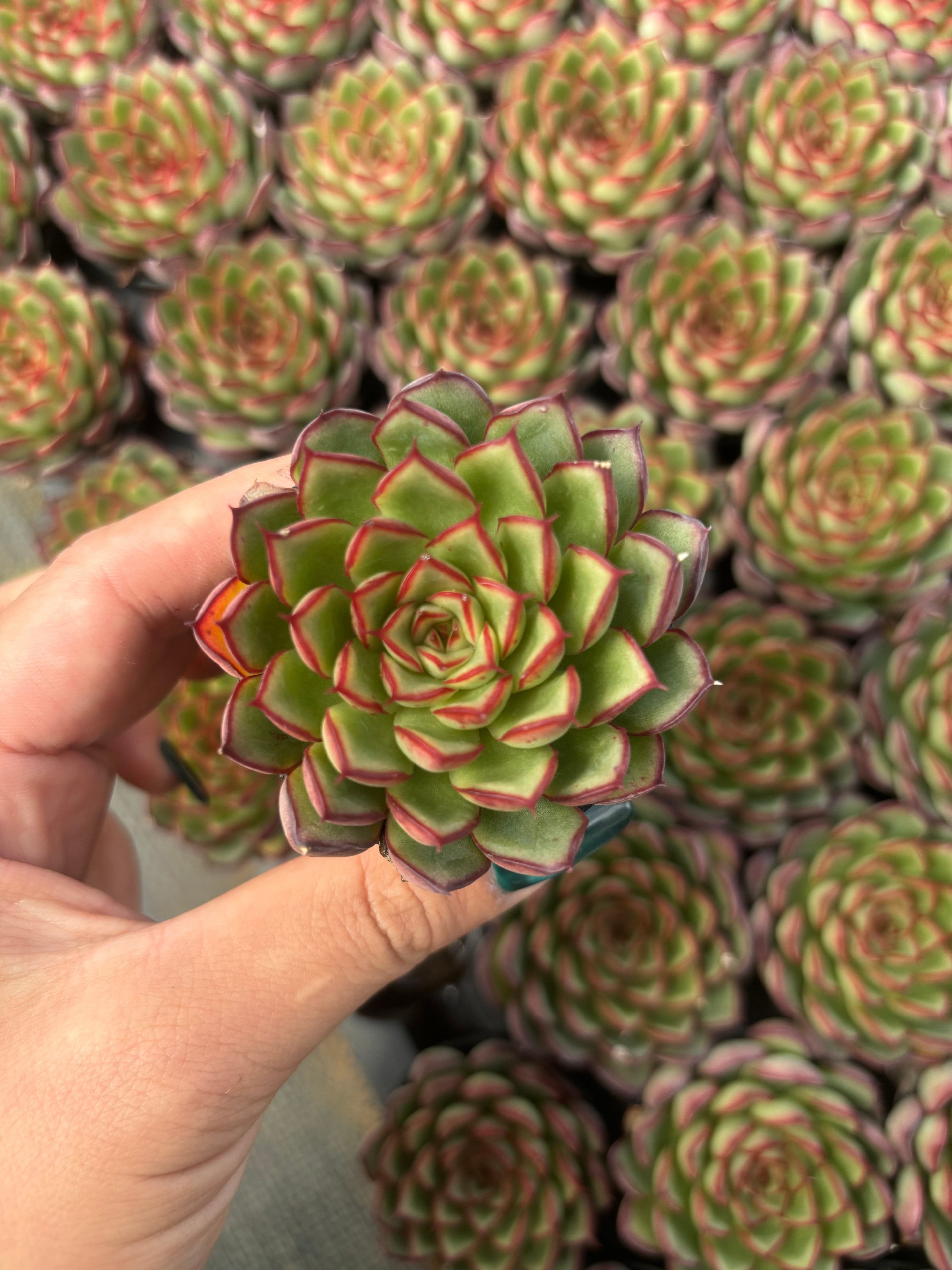 Q044 エケベリア・ファイアフライ（鉢物）