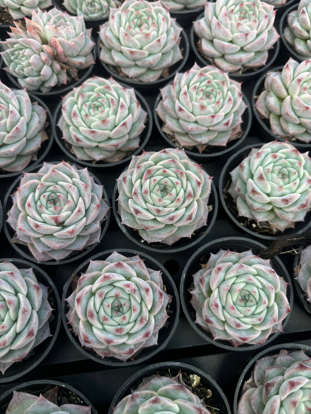 Q046 エケベリア・レッドベルベット （鉢物）