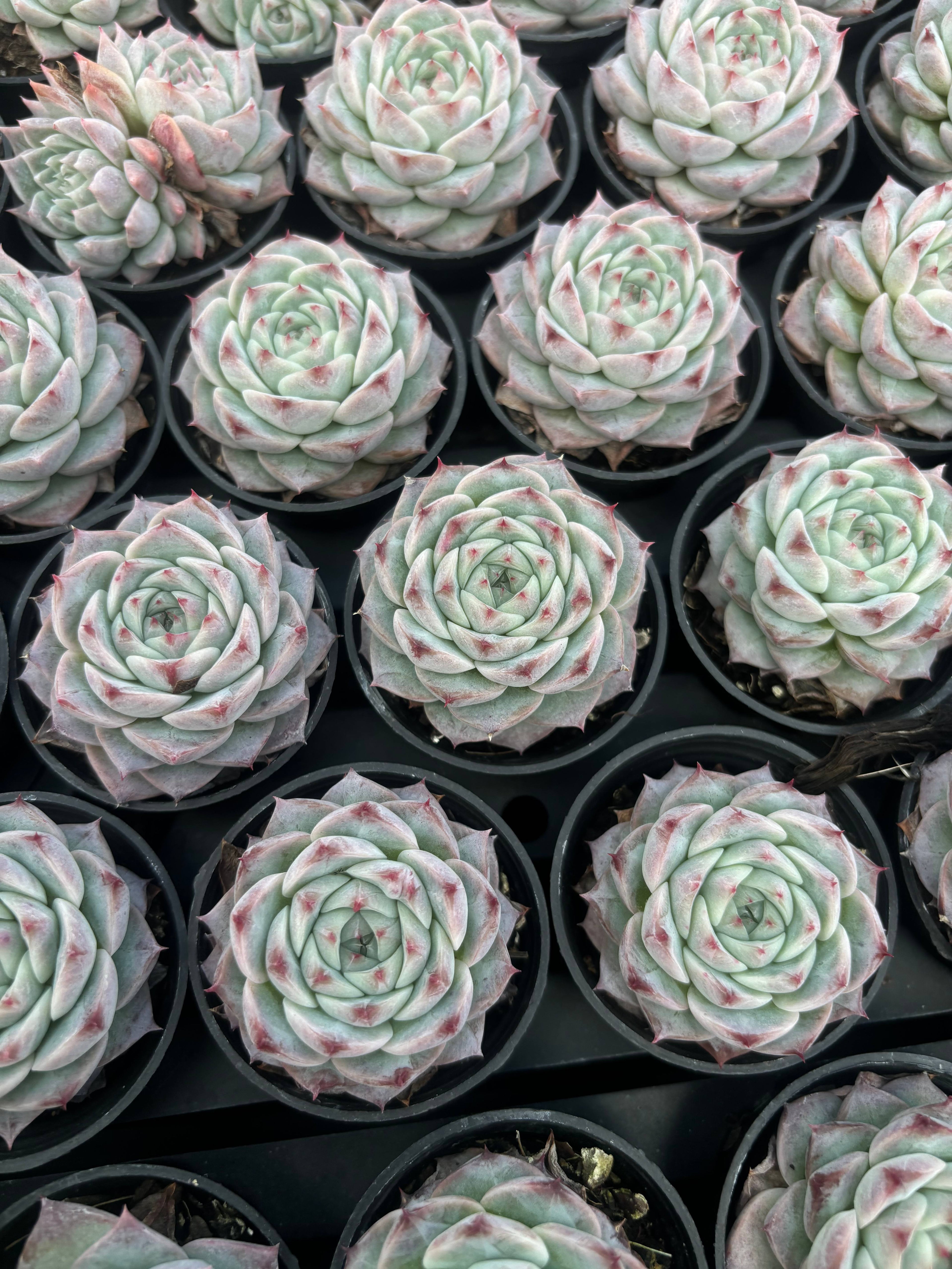 Q046 エケベリア・レッドベルベット （鉢物）