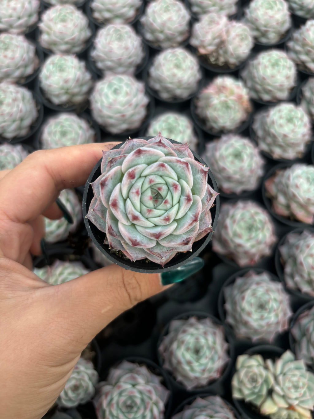 Q046 エケベリア・レッドベルベット （鉢物）