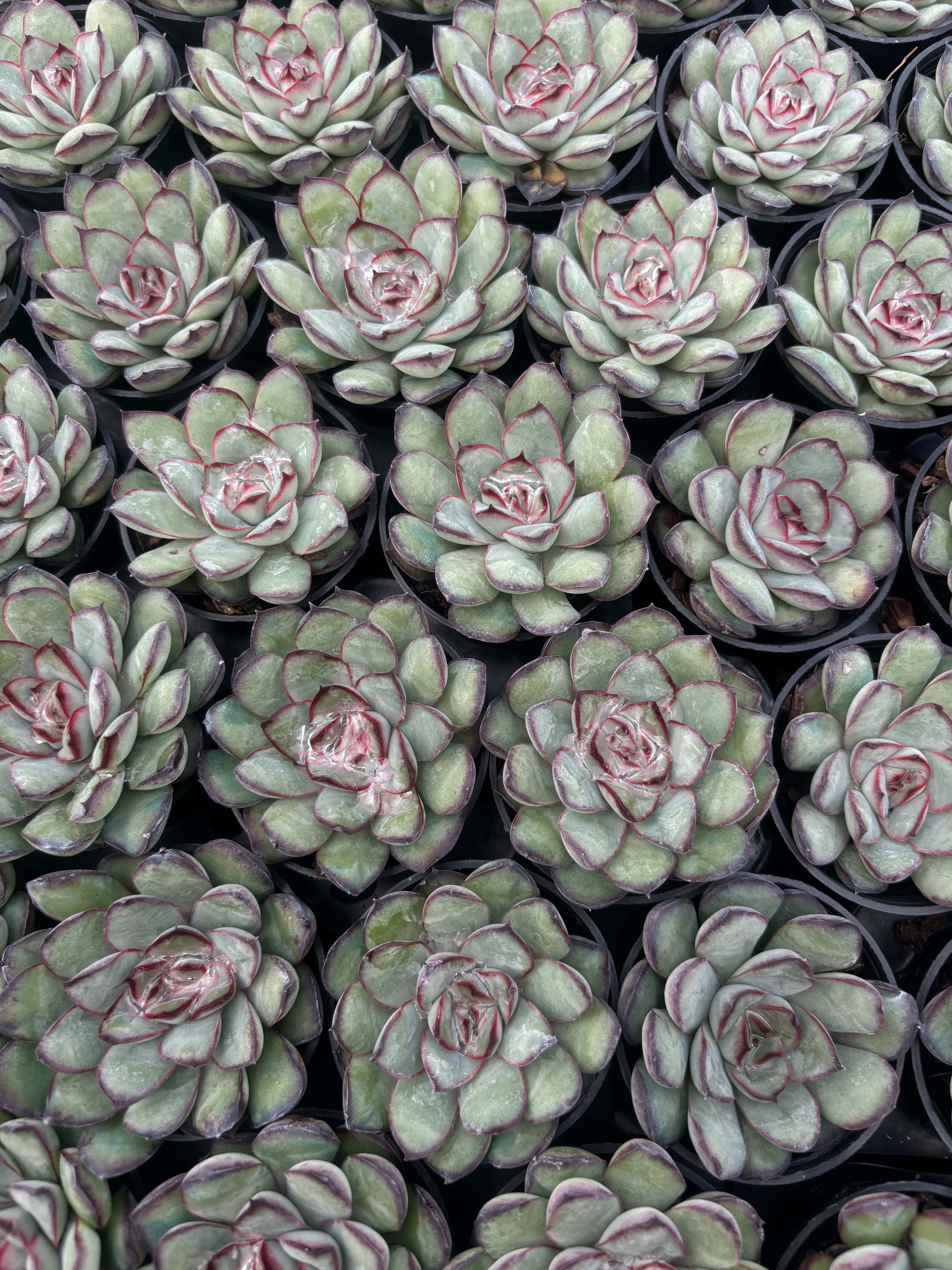 Q047 エケベリア・メキシコプリドネス（鉢物）