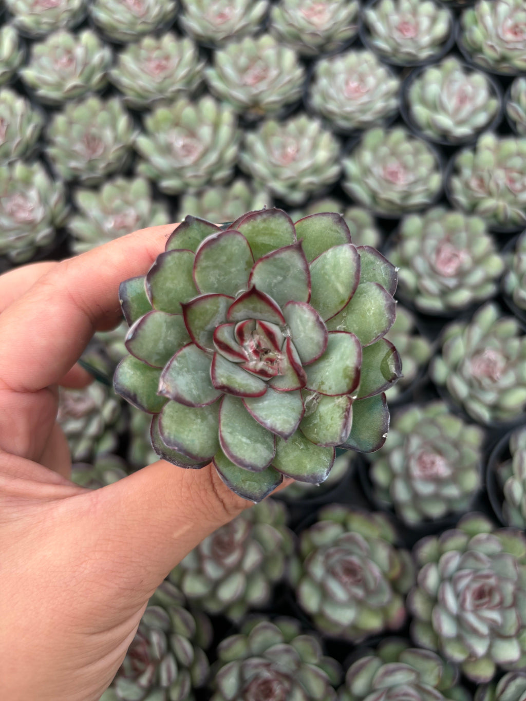 Q047 エケベリア・メキシコプリドネス（鉢物）