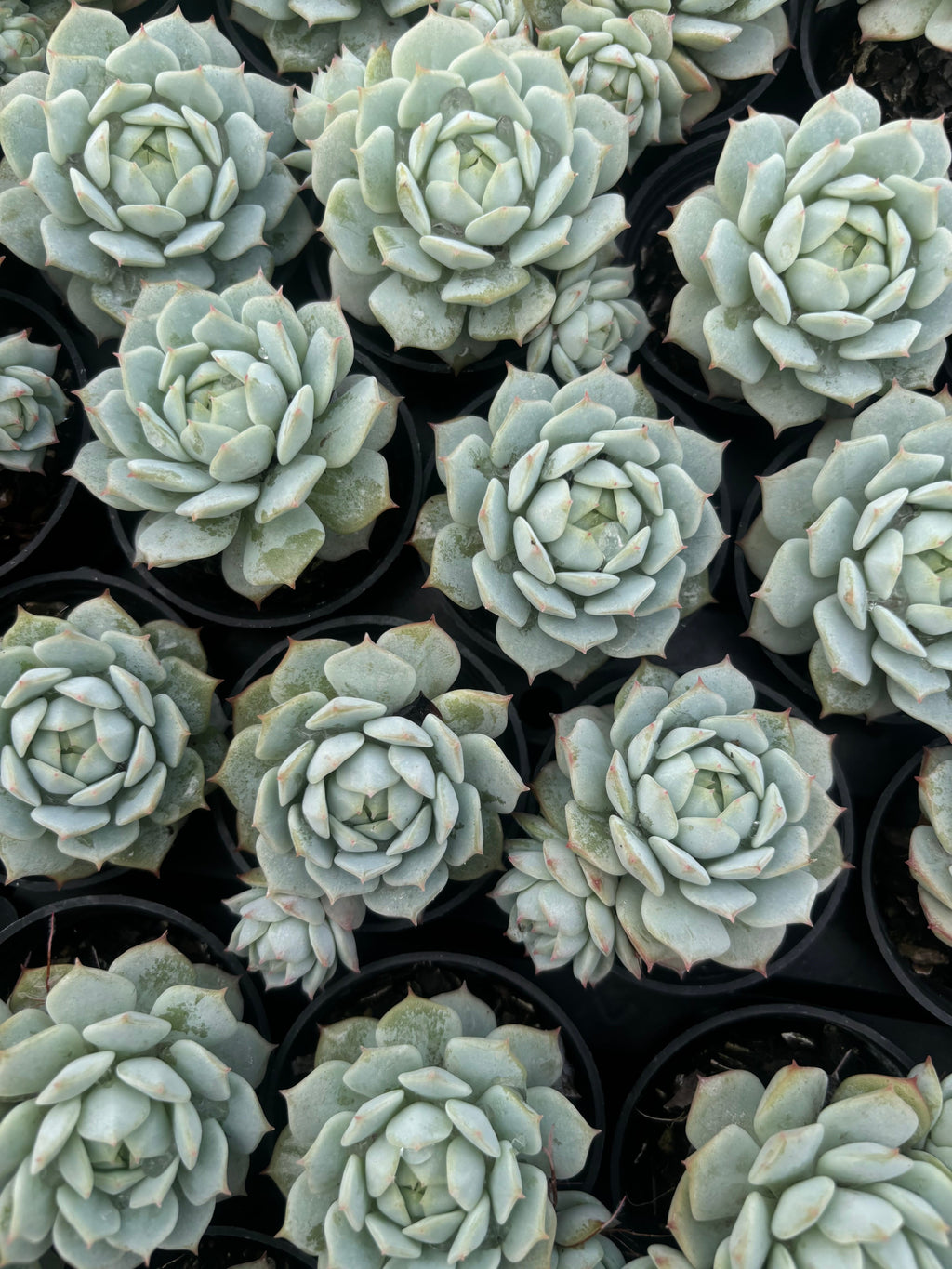 Q048 エケベリア・デレンベルギー（鉢物）