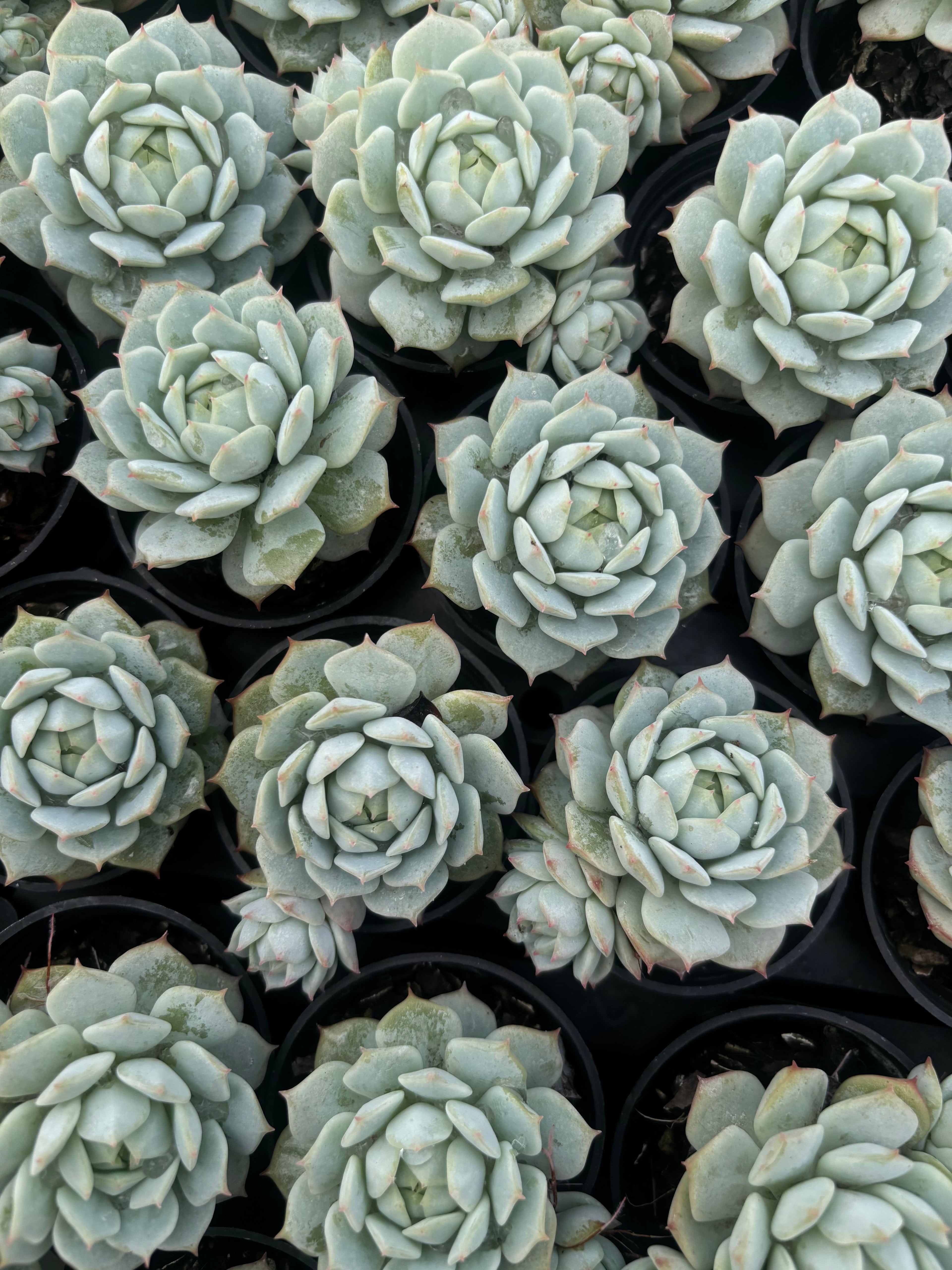 Q048 エケベリア・デレンベルギー（鉢物）