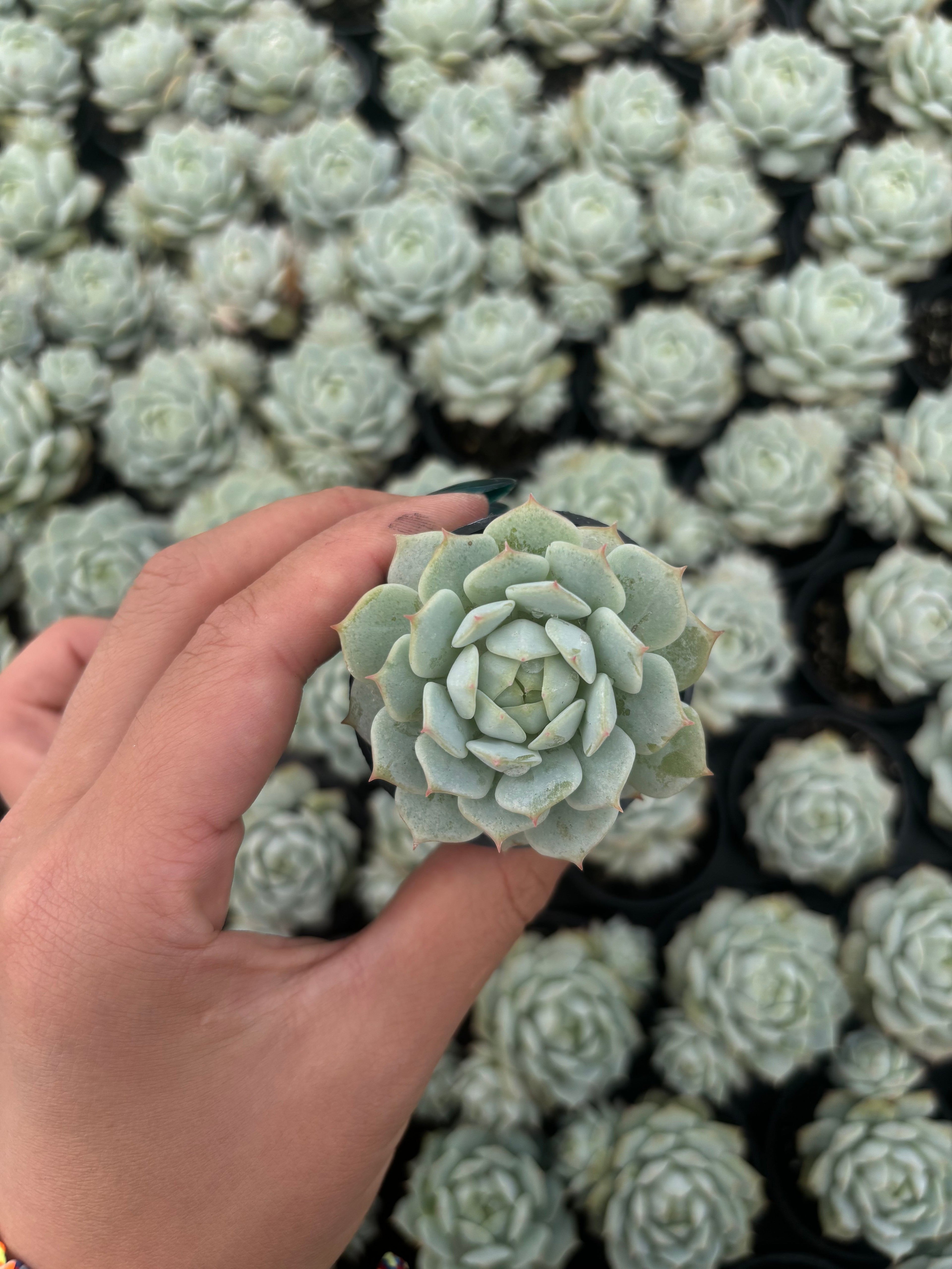 Q048 エケベリア・デレンベルギー（鉢物）