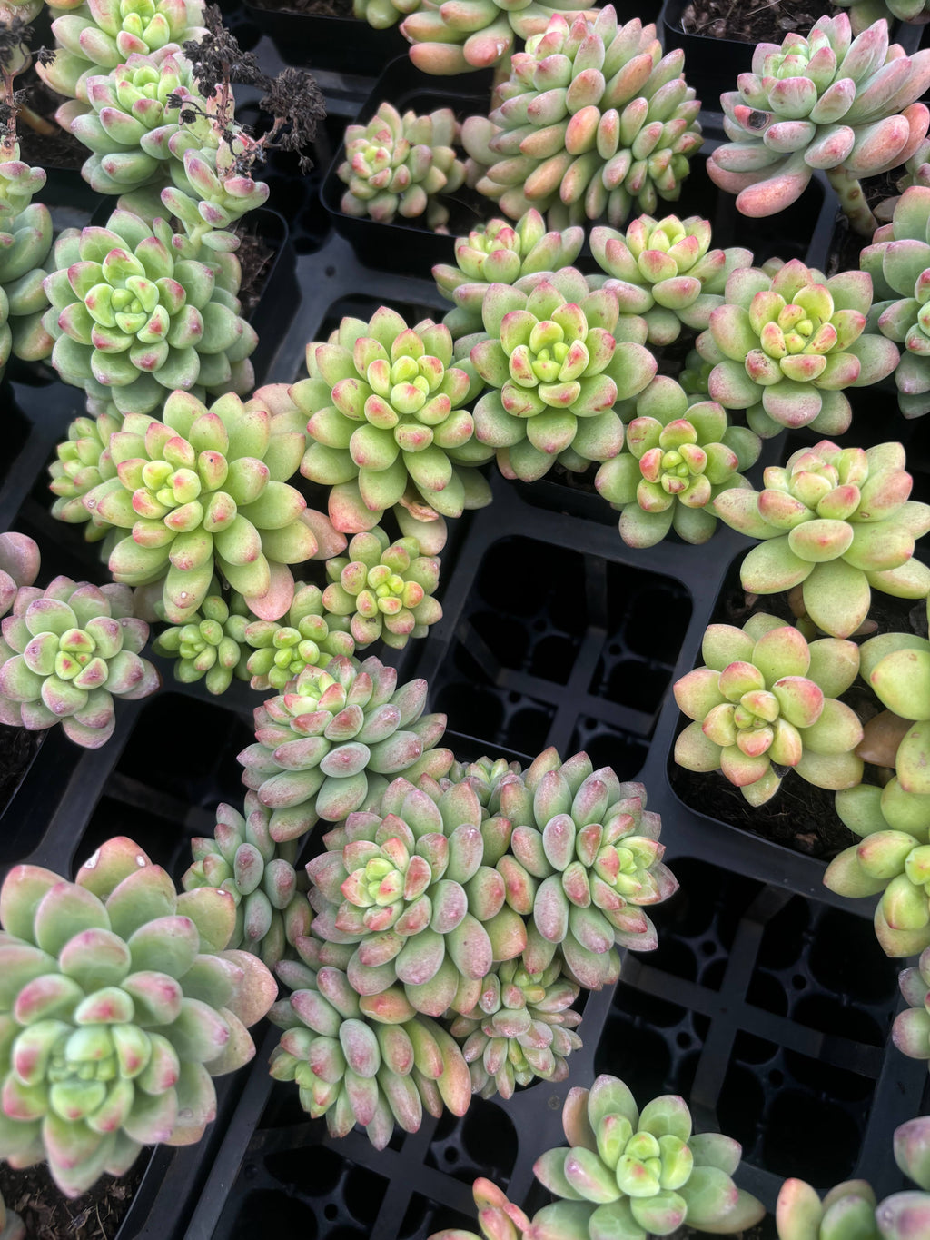 Q049 エケベリア・シャングリラ（鉢物）