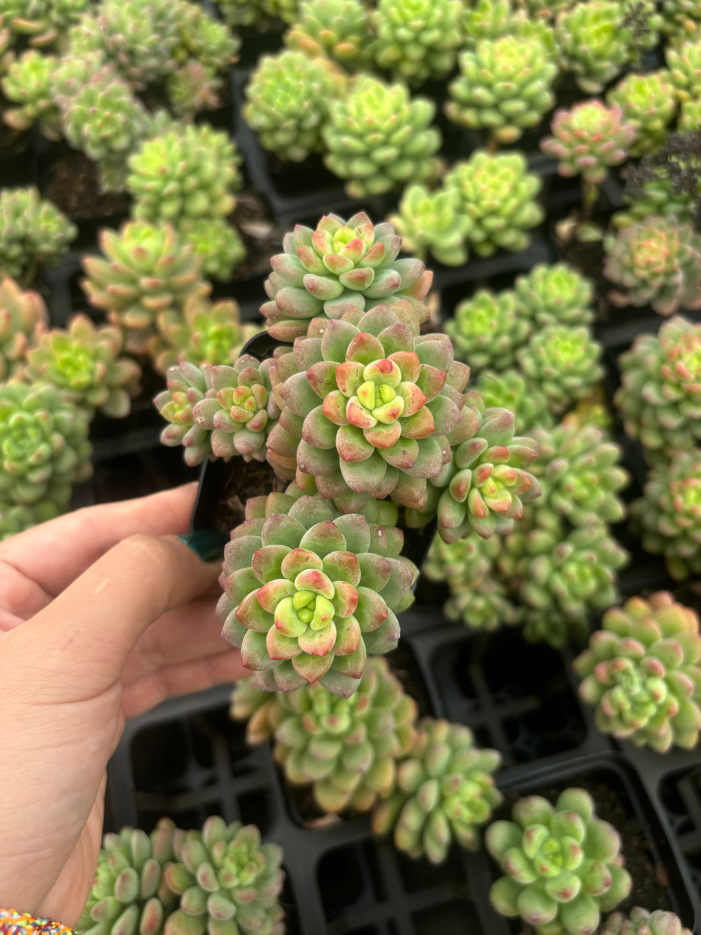 Q049 エケベリア・シャングリラ（鉢物）