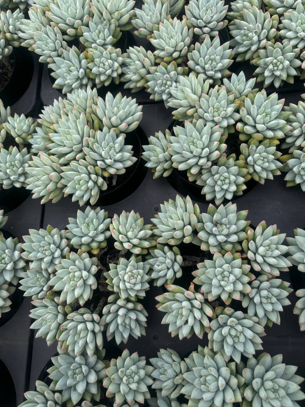 Q050 エケベリア・樹氷（鉢物）