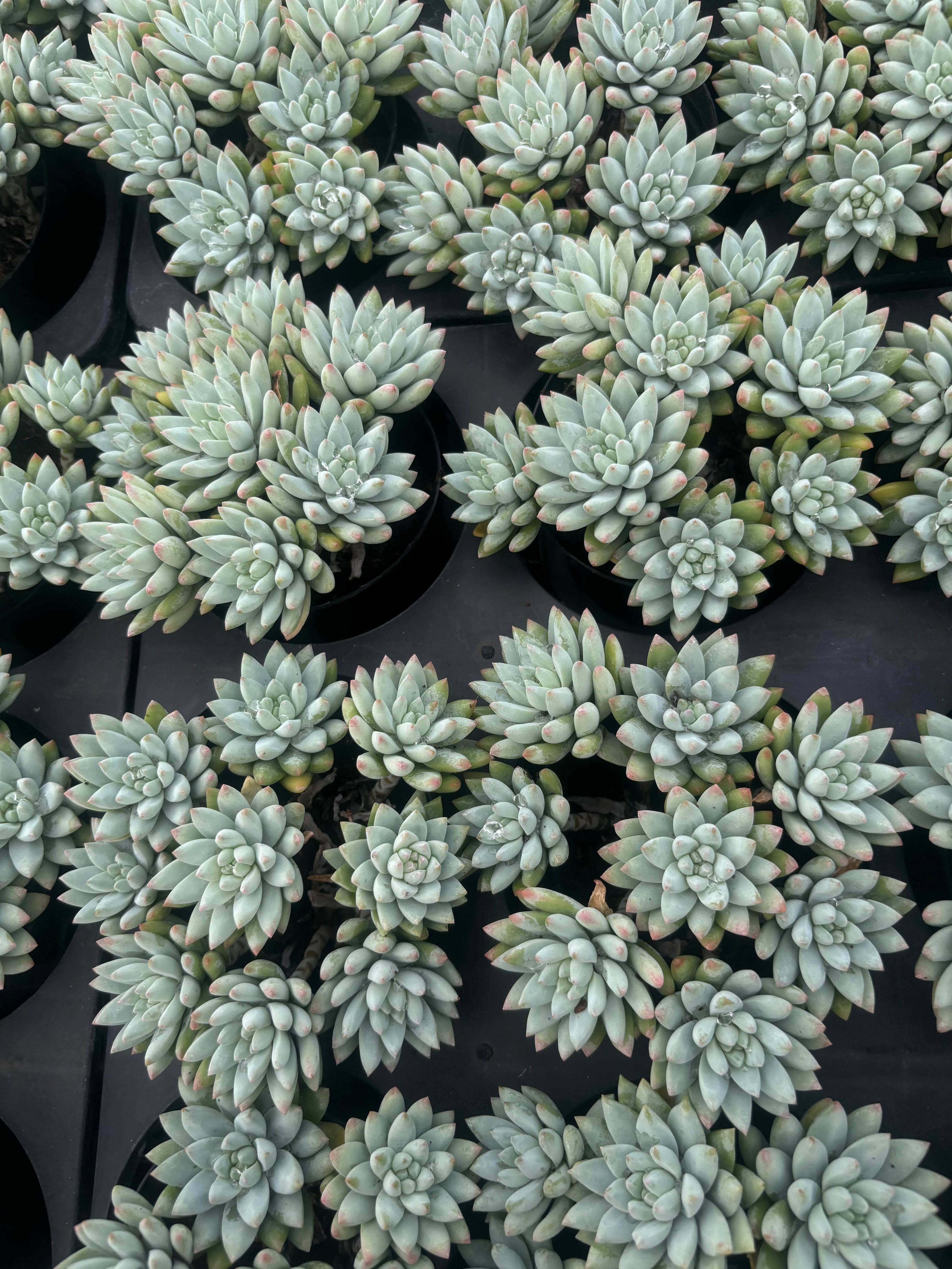 Q050 エケベリア・樹氷（鉢物）