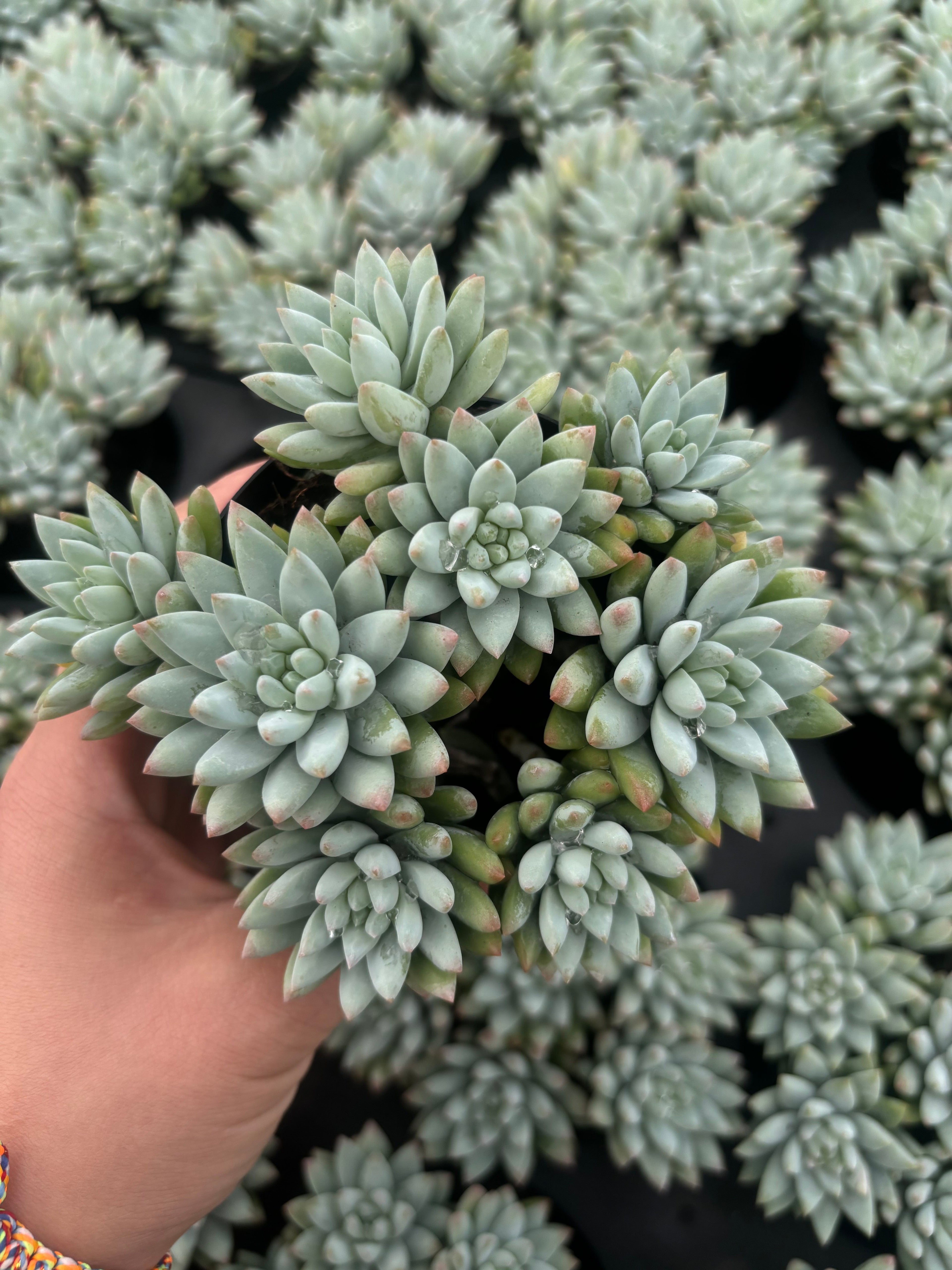 Q050 エケベリア・樹氷（鉢物）