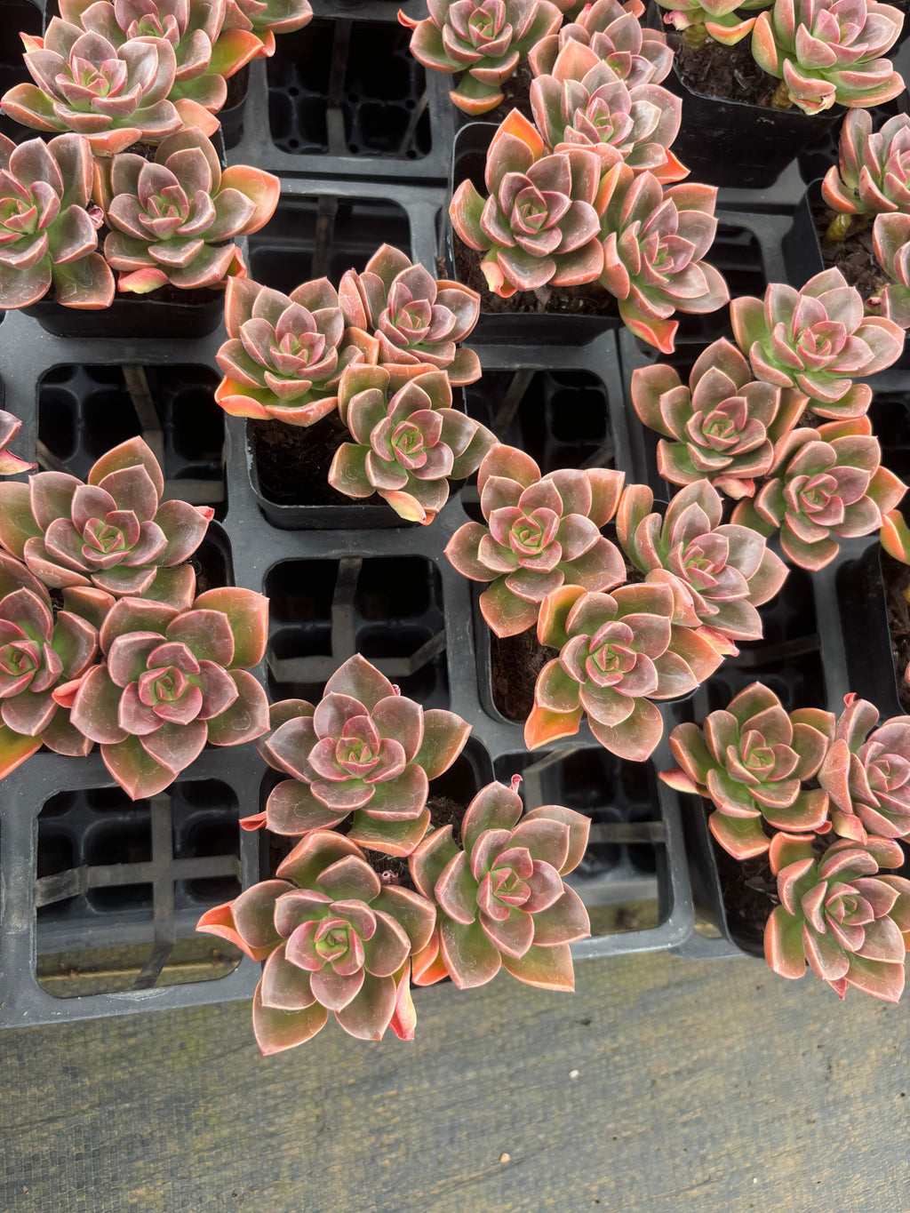 Q051 エケベリア・チョコレート（鉢物）