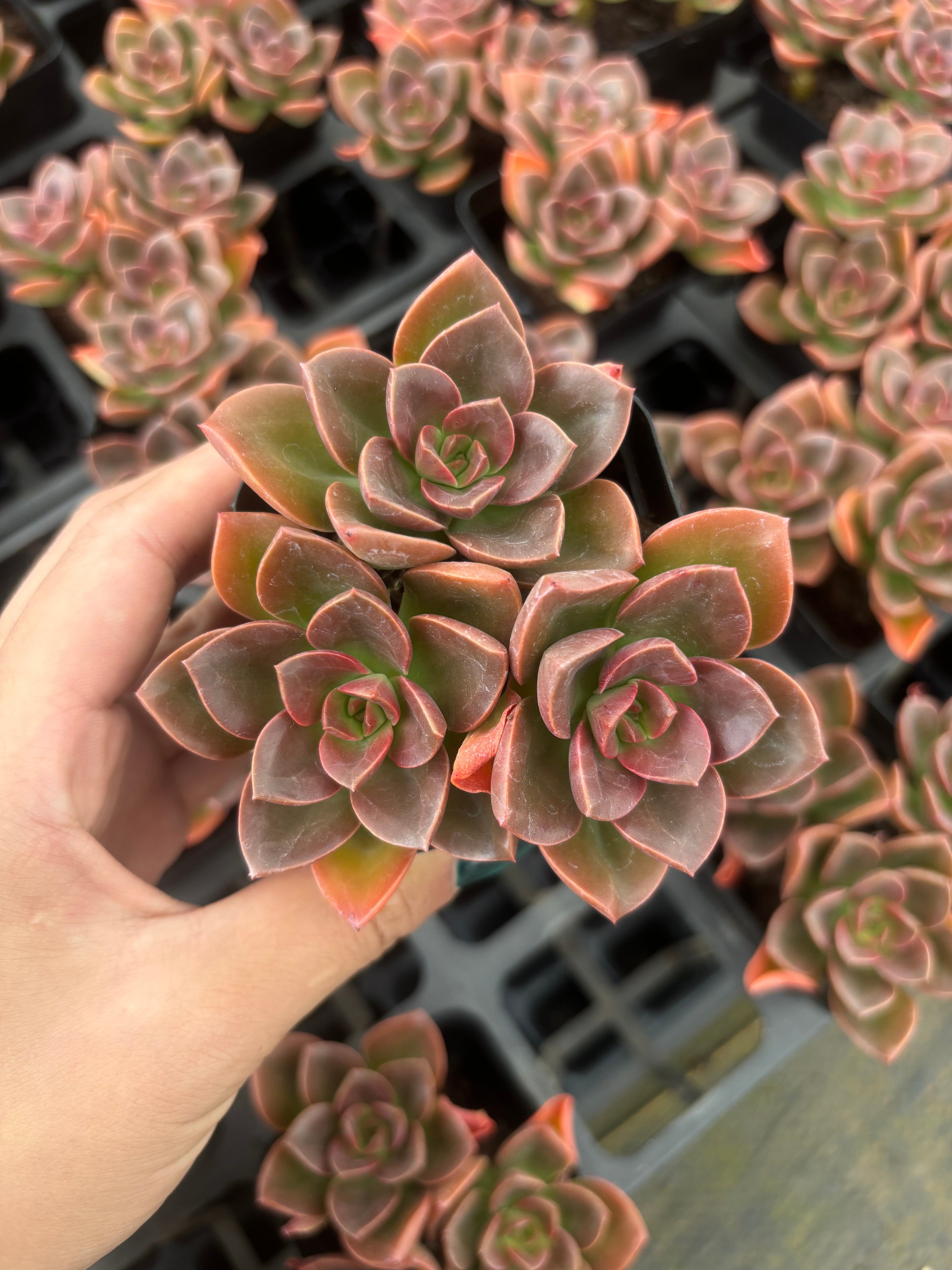 Q051 エケベリア・チョコレート（鉢物）