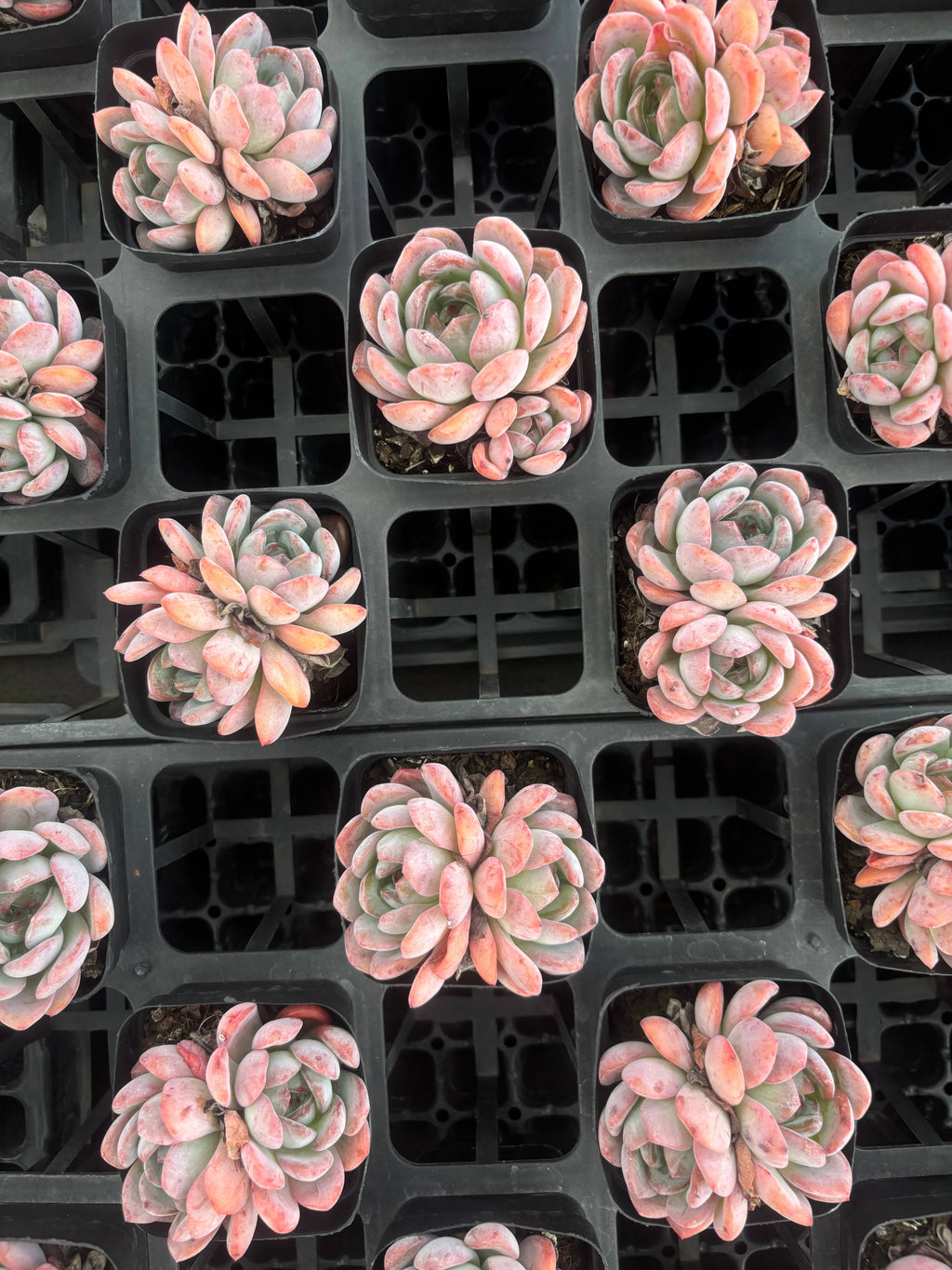 Q052 エケベリア・スターマーク（鉢物）